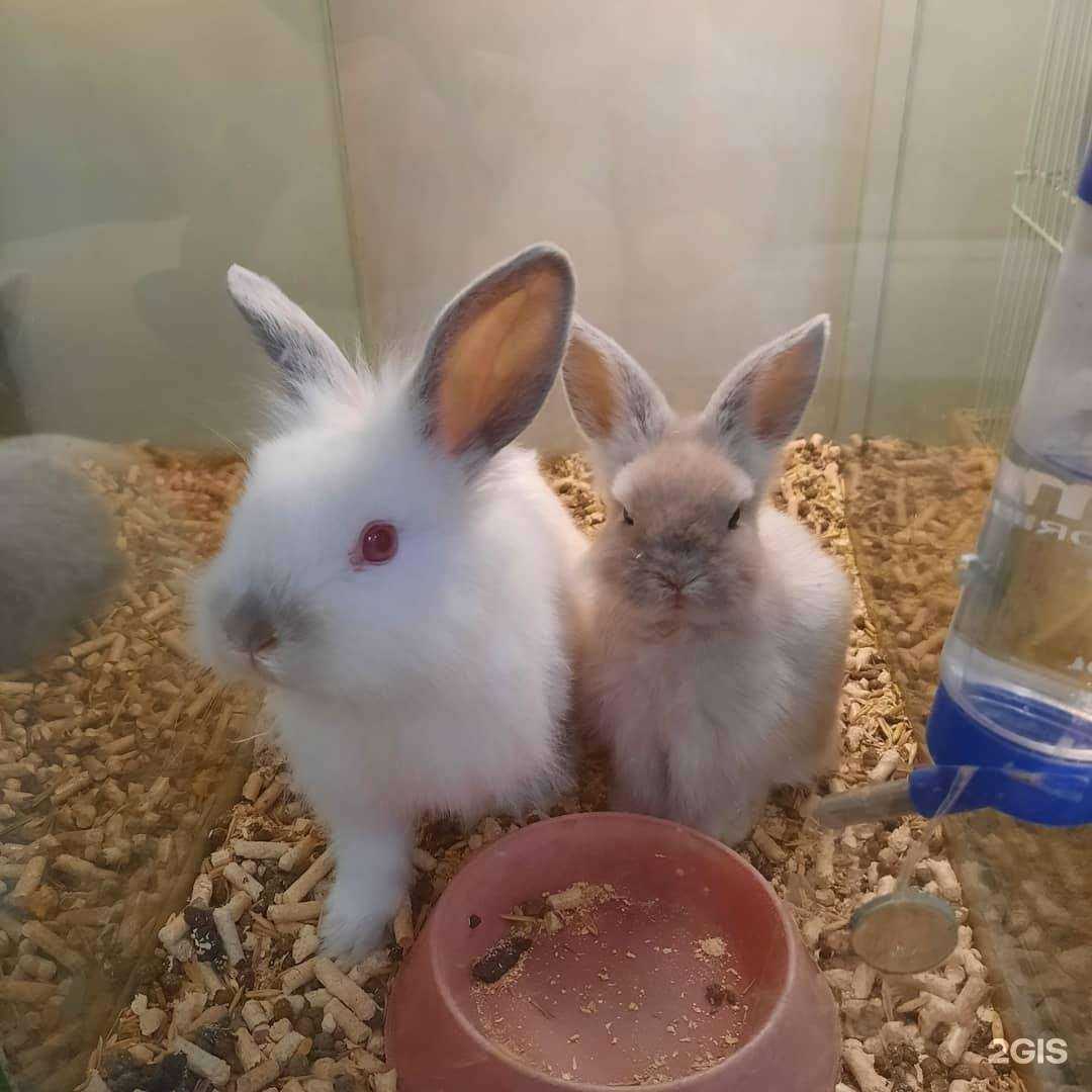 Отзывы на компанию Любимчик в г. Георгиевск c фото