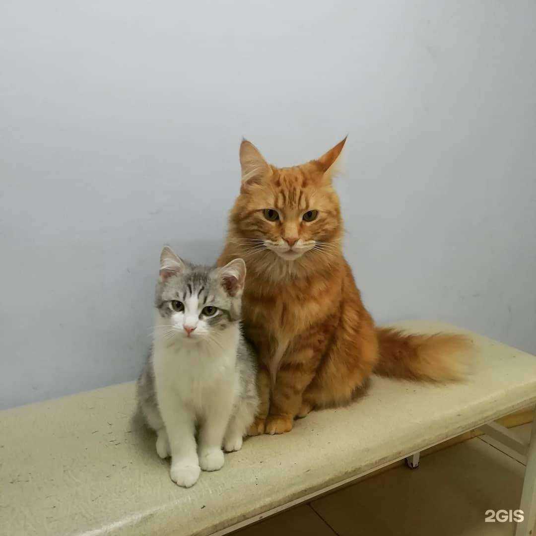 Отзывы на компанию Царь зверей в Ростове-на-Дону c фото