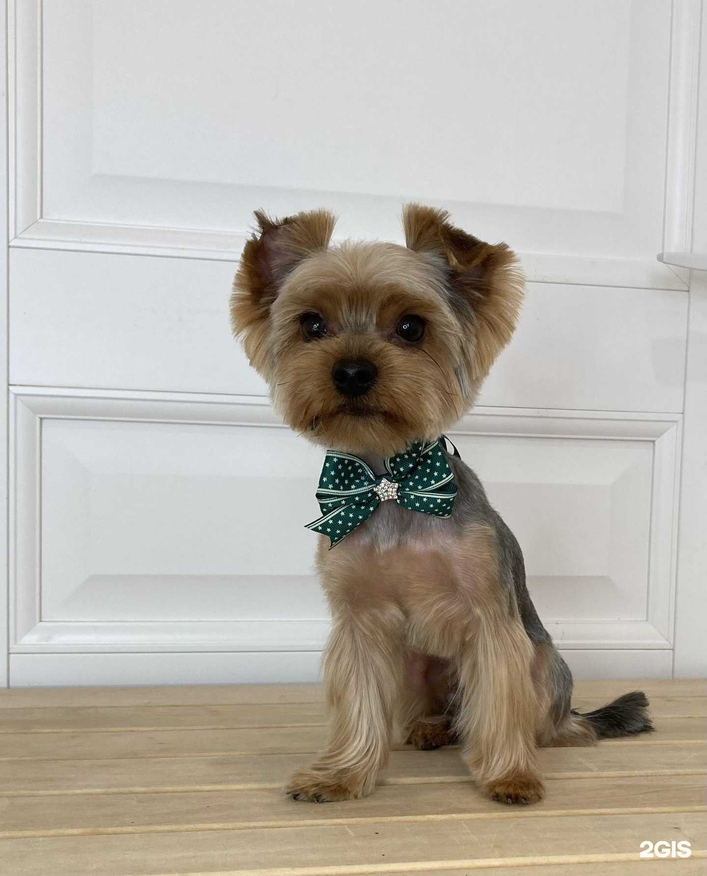 Отзывы на компанию UmkaGroom в Уфе c фото