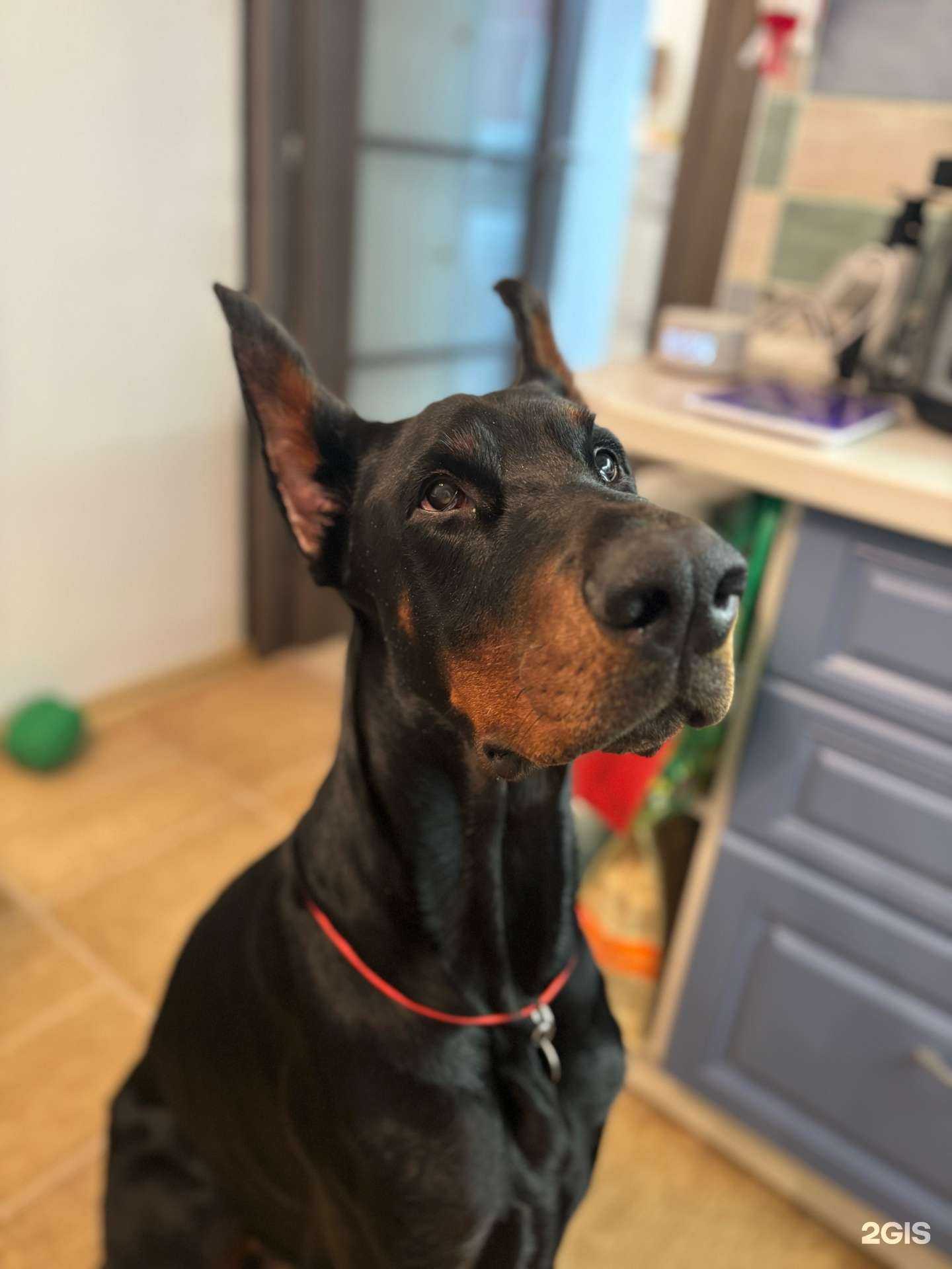 Отзывы на компанию Котофеич в г. Великий Новгород c фото