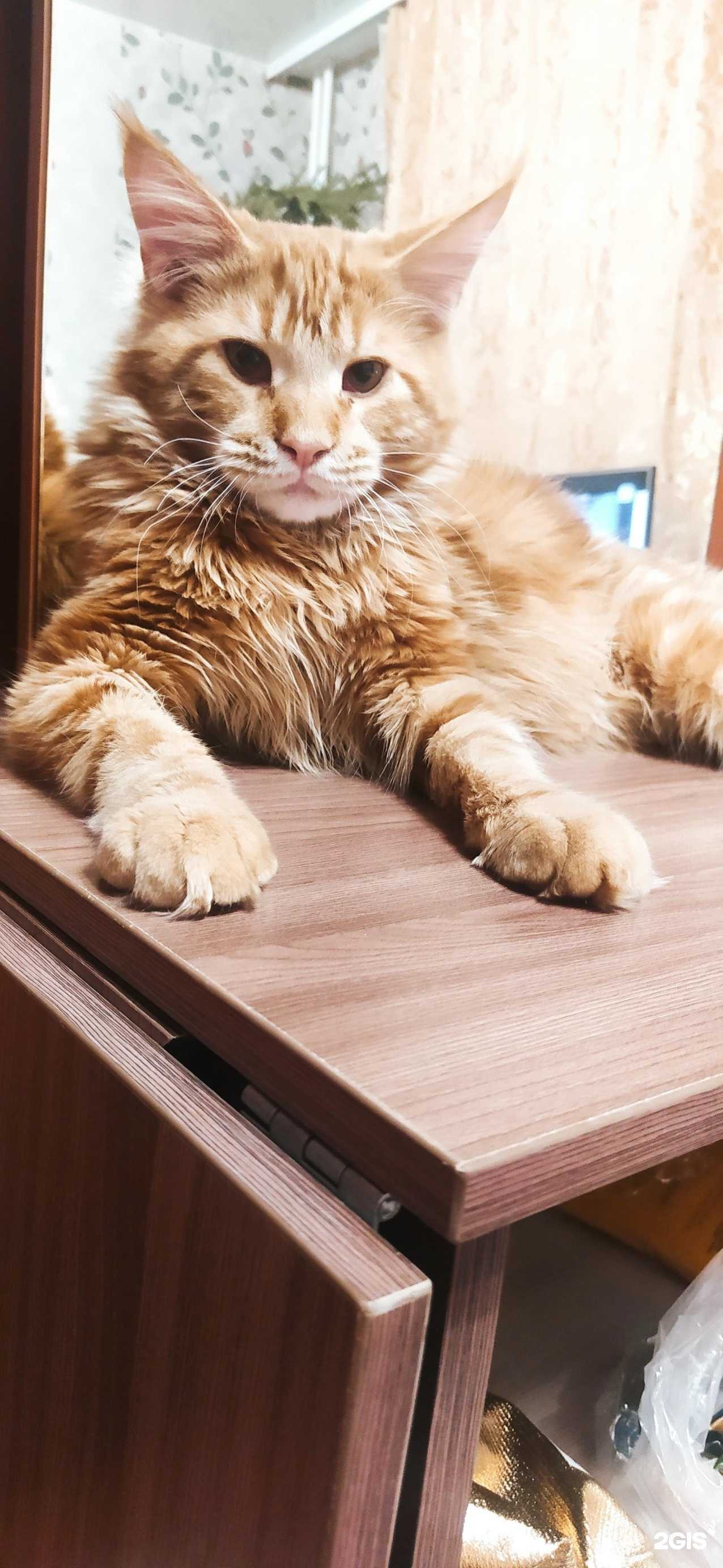 Отзывы на компанию Мой любимый друг в Томске c фото