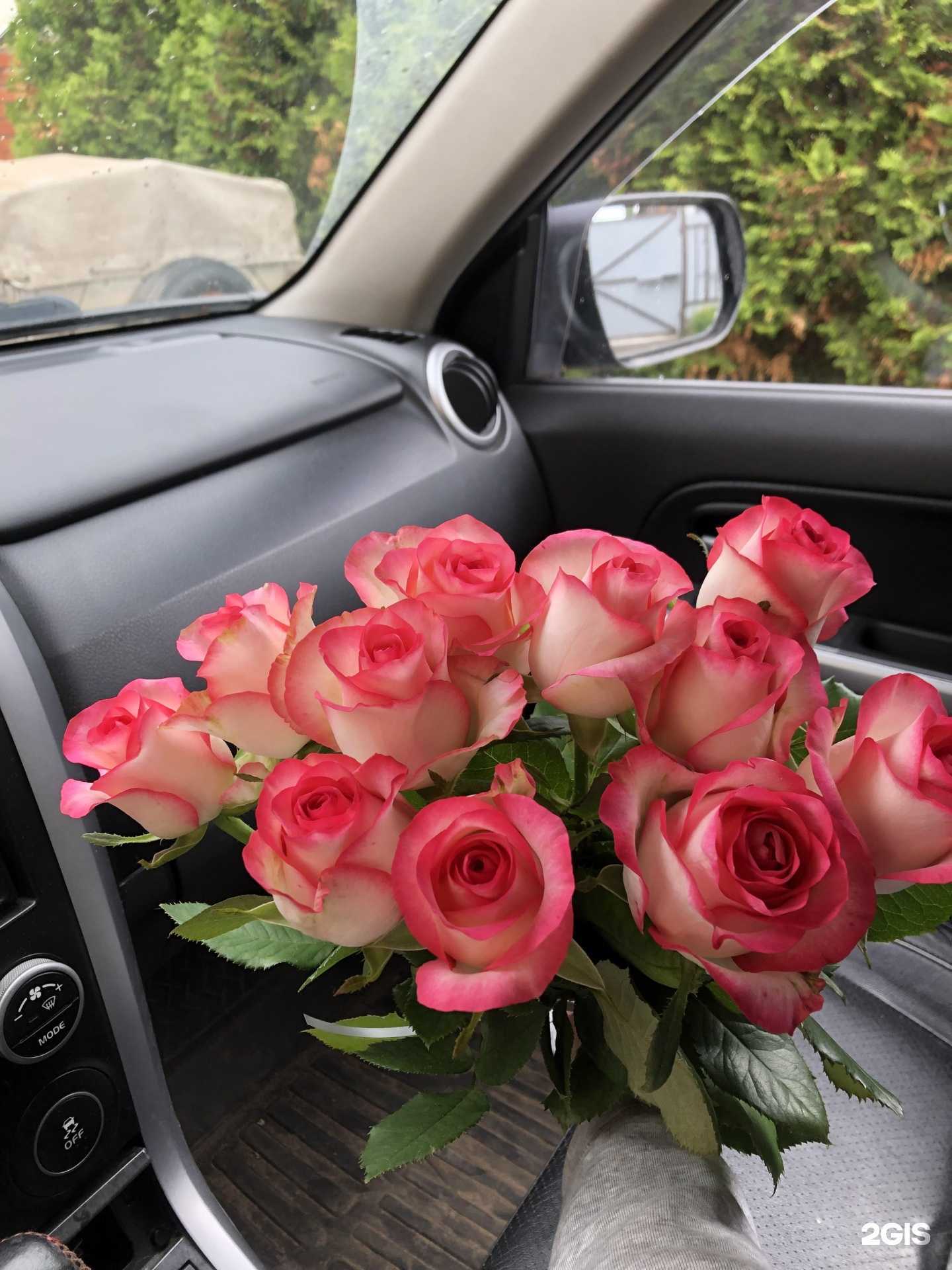 Отзывы на компанию Little Holland в Краснокамске c фото