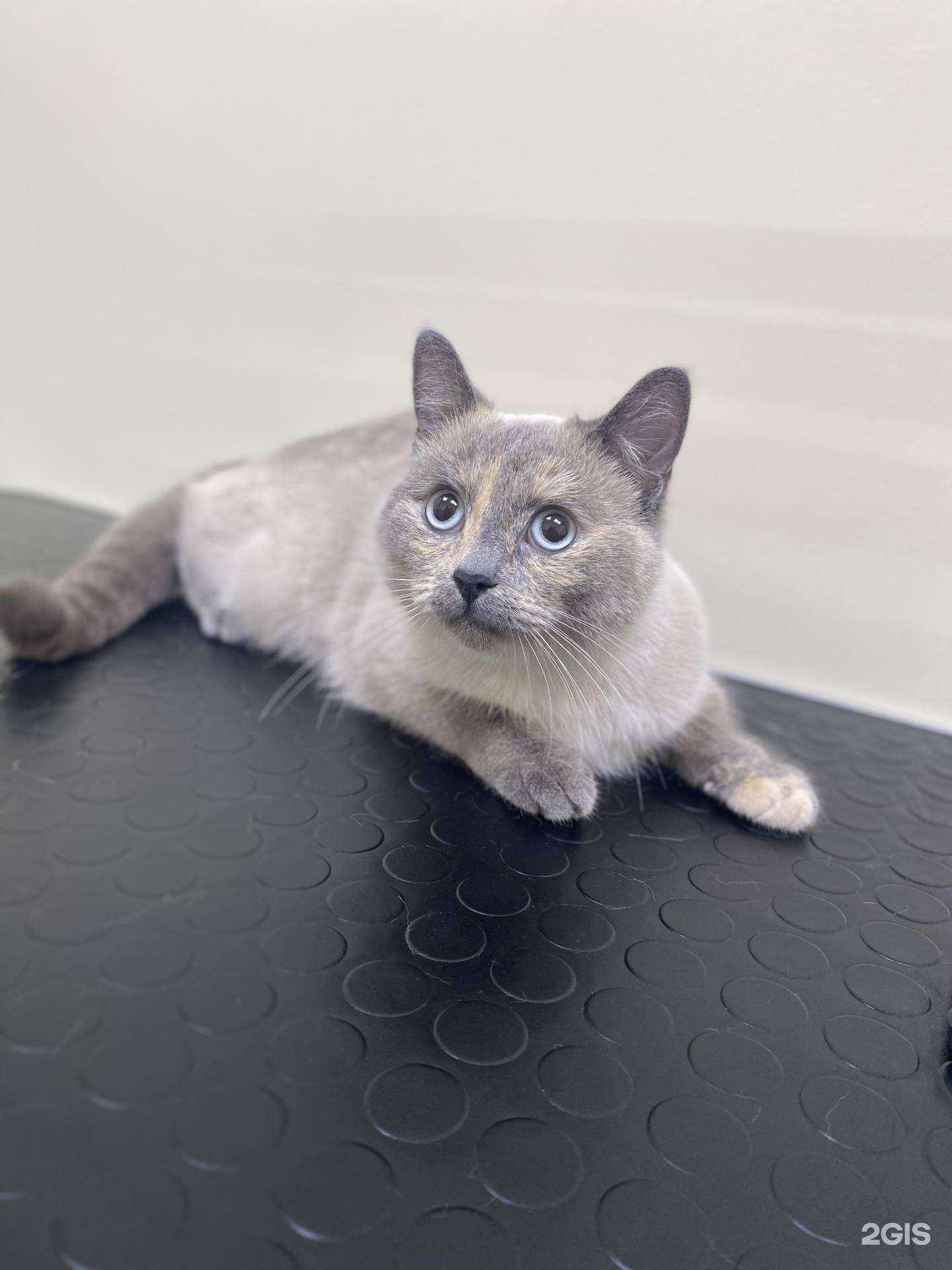 Отзывы на компанию Зоомама в Ростове-на-Дону c фото