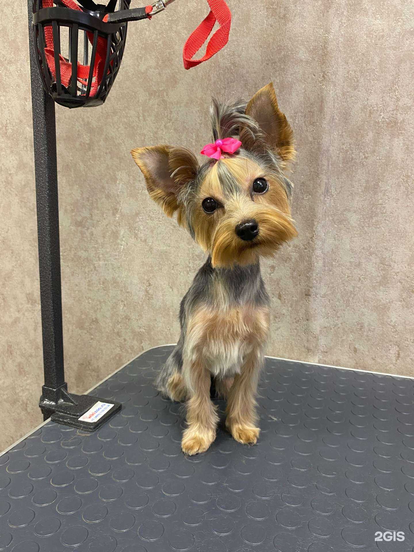 Отзывы на компанию Ньюфи в Красноярске c фото