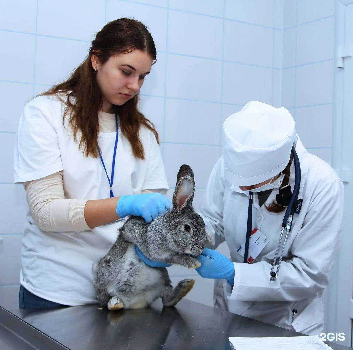 Отзывы на компанию ФилинВет в г. Долгопрудный c фото