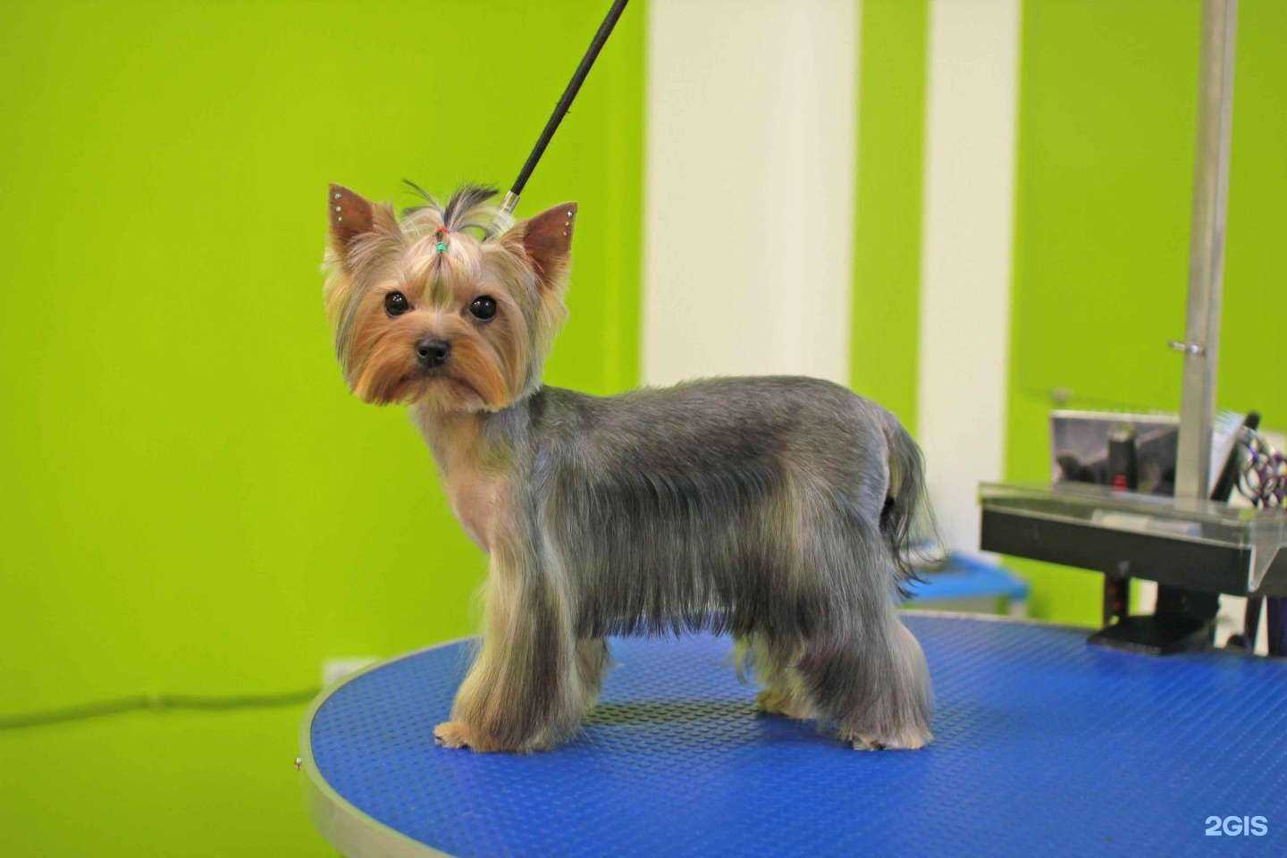 Отзывы на компанию Стильный Хвостик в г. Сочи c фото