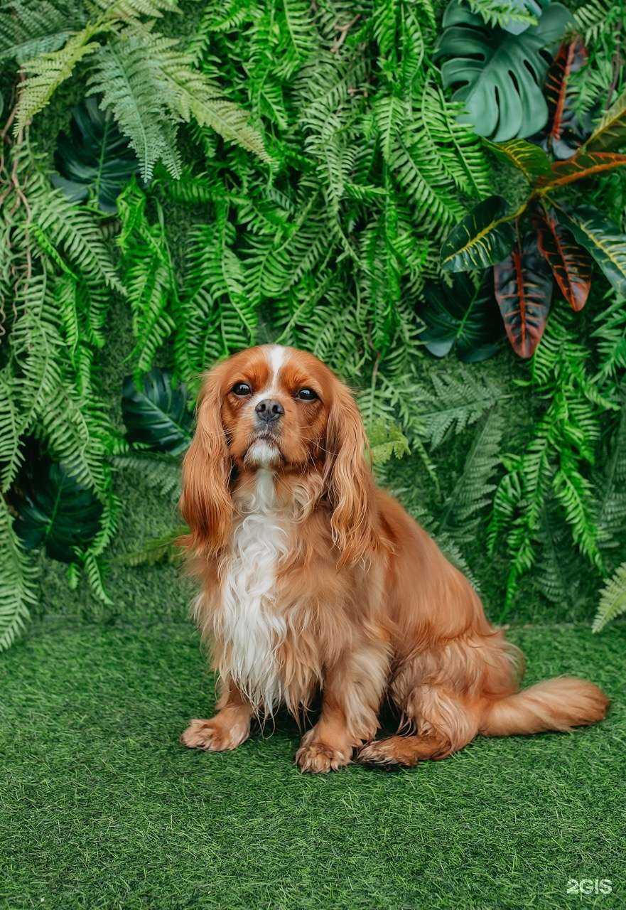 Отзывы на компанию Блэкгрумер в г. Кемерово c фото