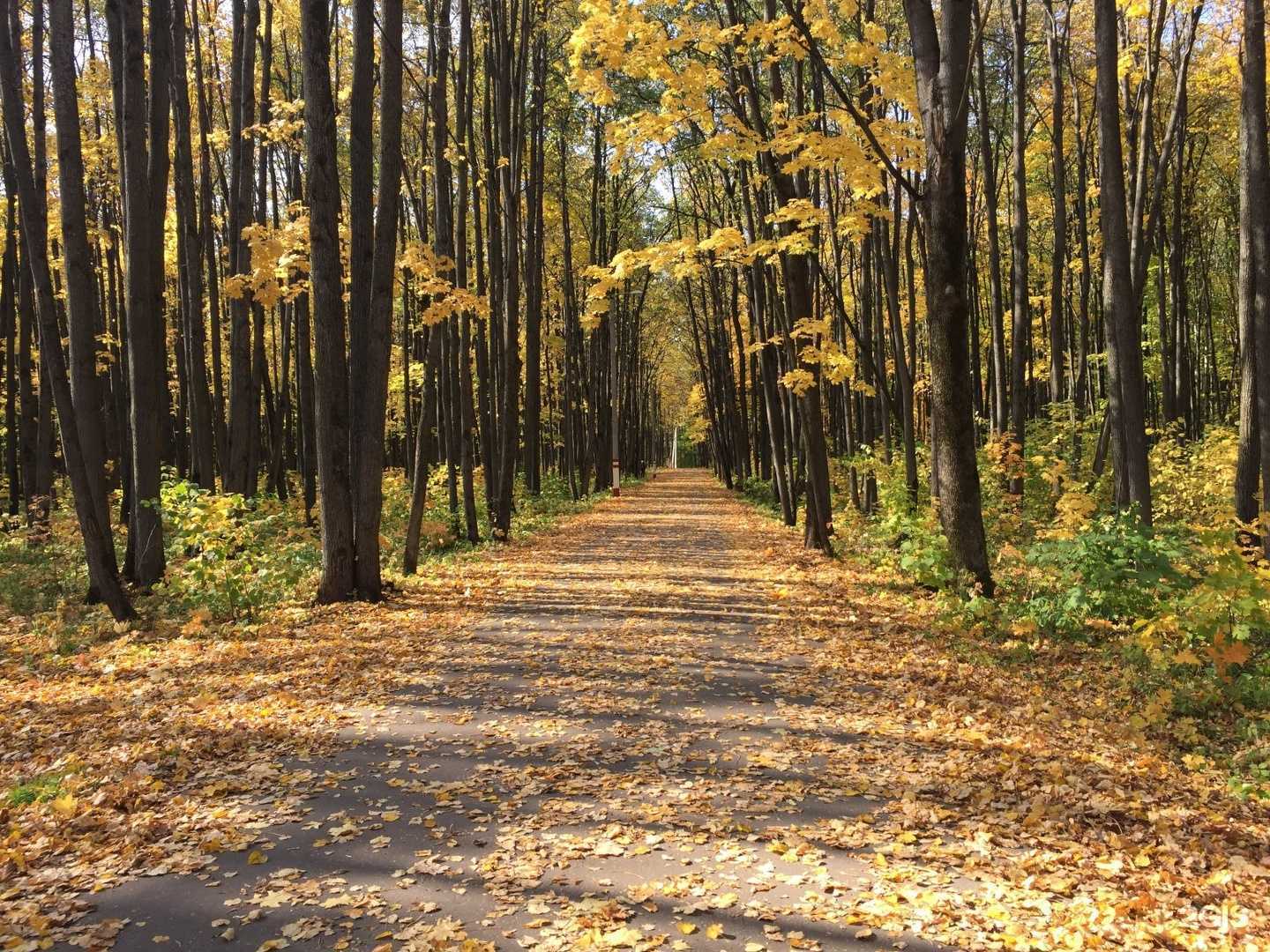 Отзывы на компанию РМ Спортивная школа олимпийского резерва по зимним видам спорта в г. Саранск c фото