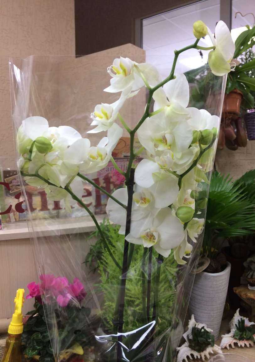 Отзывы на компанию Camellia в Ростове-на-Дону c фото