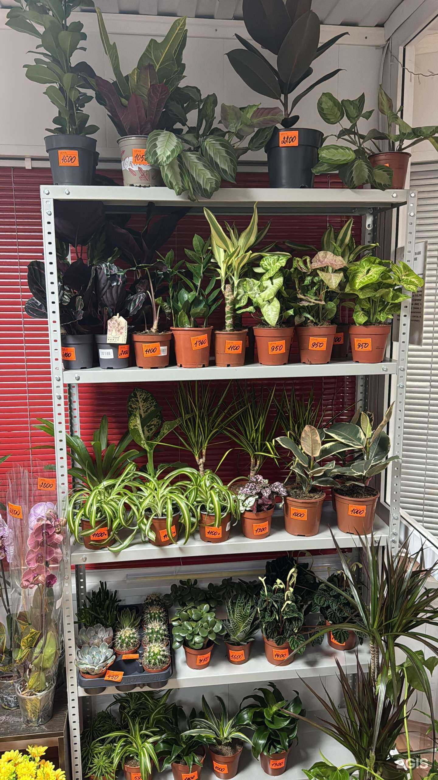 Отзывы на компанию Николь в г. Мегион c фото