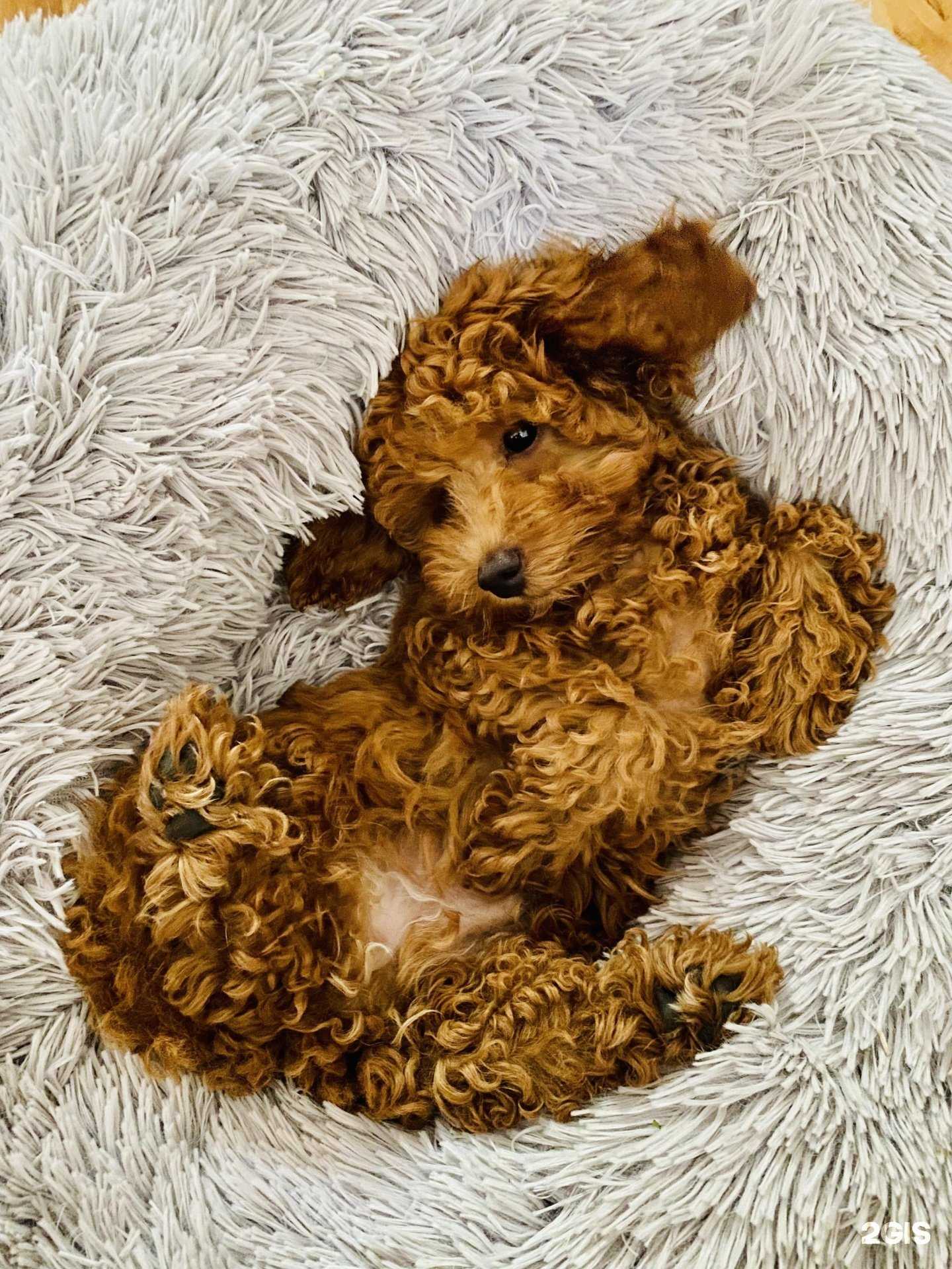 Отзывы на компанию Адель в Архангельске c фото