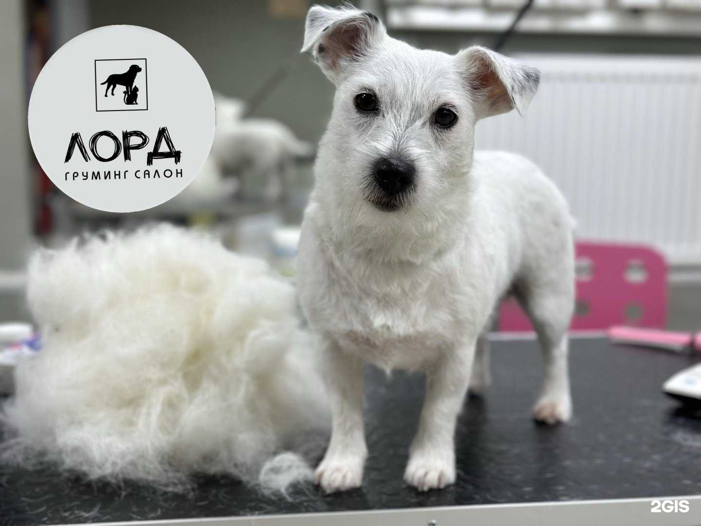 Отзывы на компанию Лорд в Сыктывкаре c фото