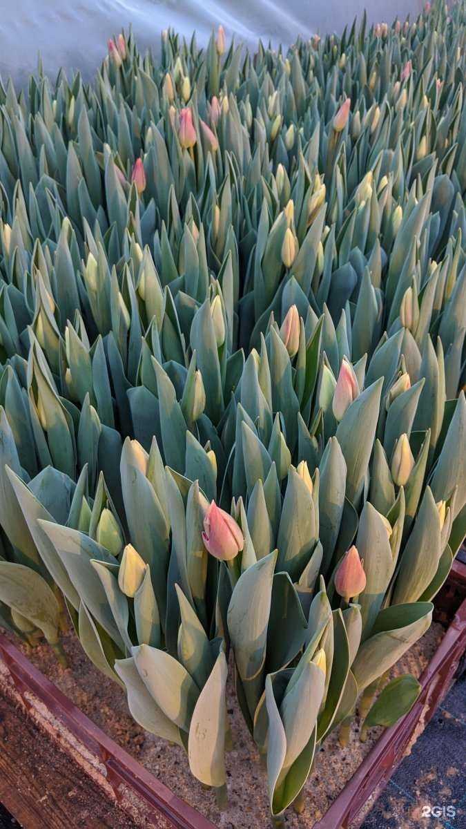 Отзывы на компанию Сады России в Кургане c фото