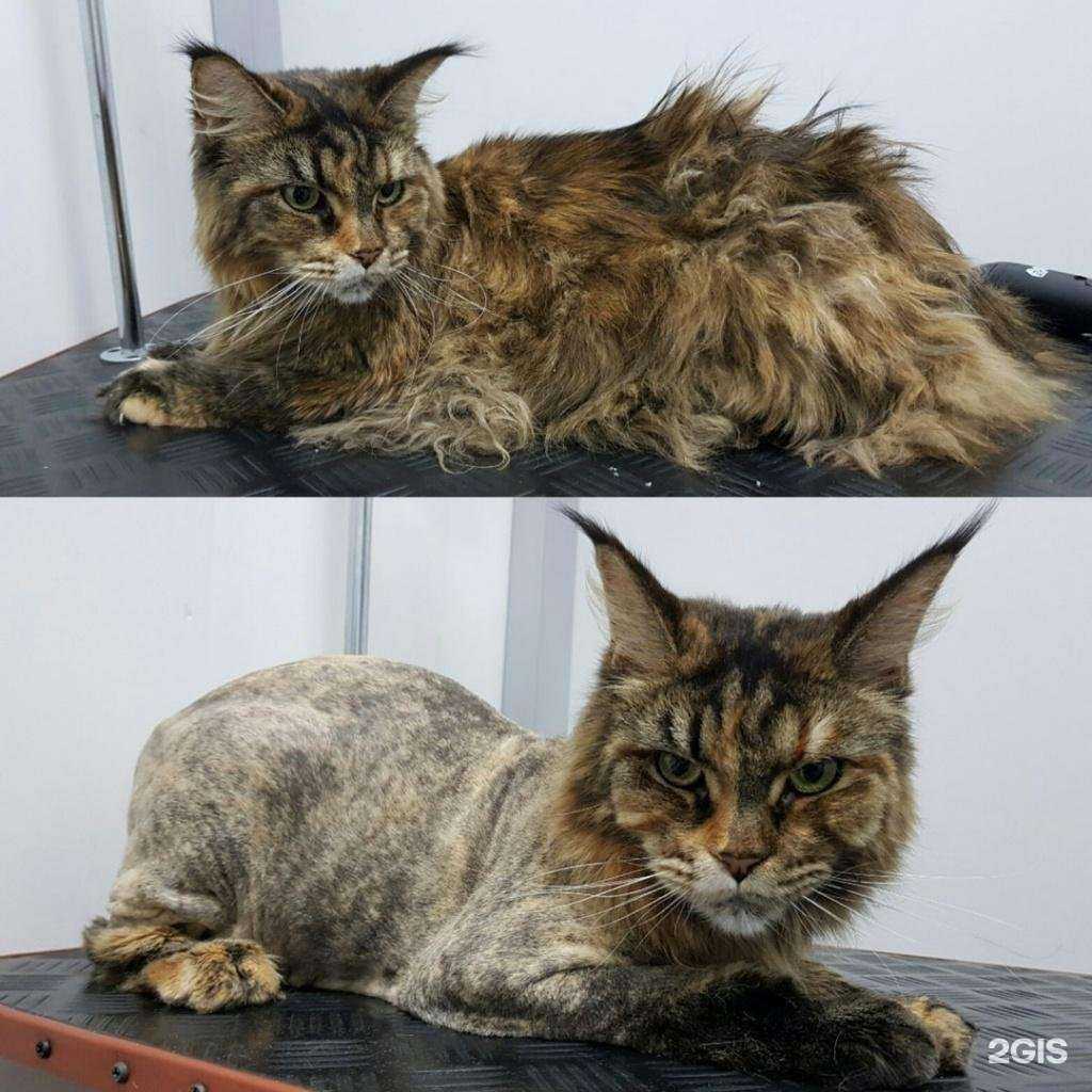 Отзывы на компанию Евровет в Новосибирске c фото