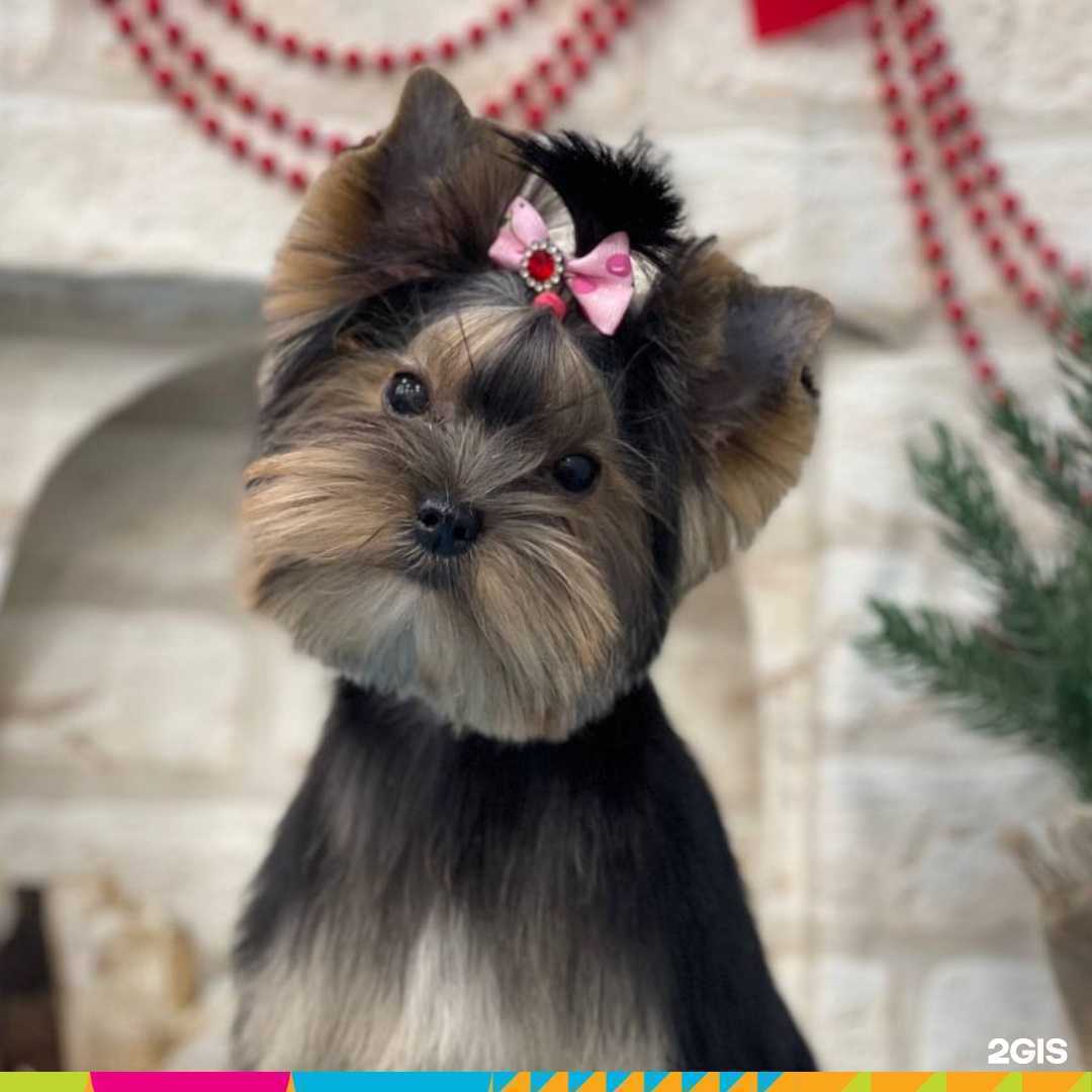 Отзывы на компанию Groom в Красноярске c фото