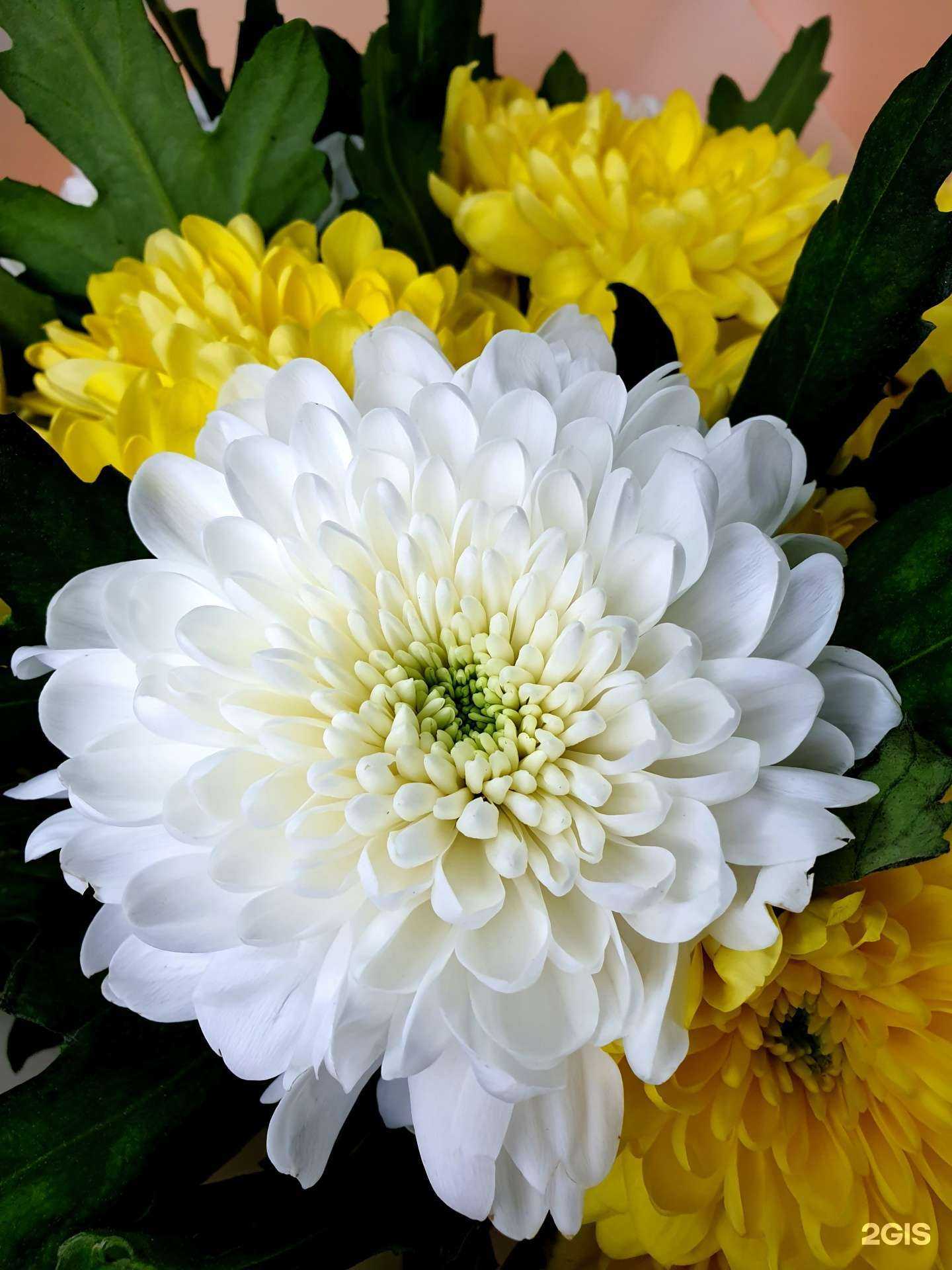 Отзывы на компанию О цветы в Краснодаре c фото