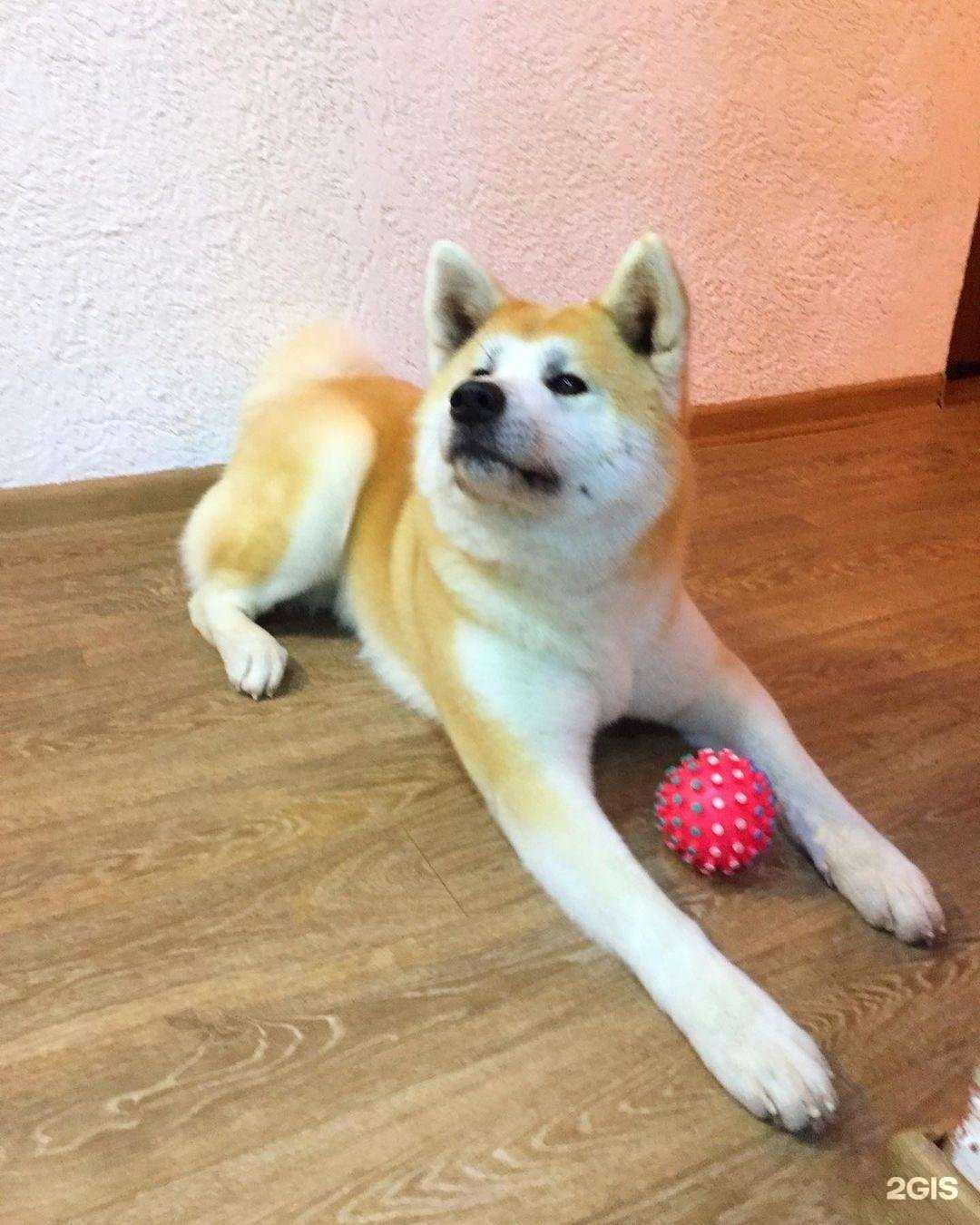 Отзывы на компанию Барбос в Богородске c фото