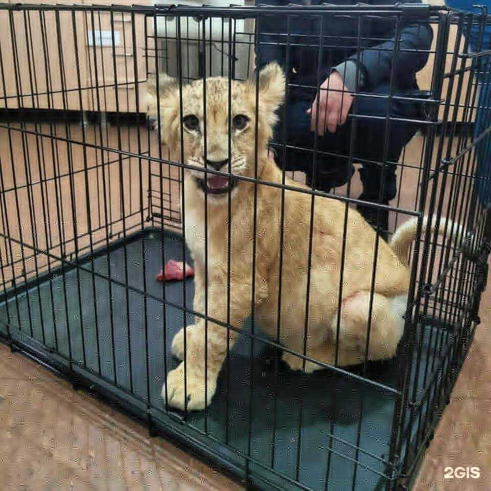 Отзывы на компанию Ветпомощь в Краснодаре c фото