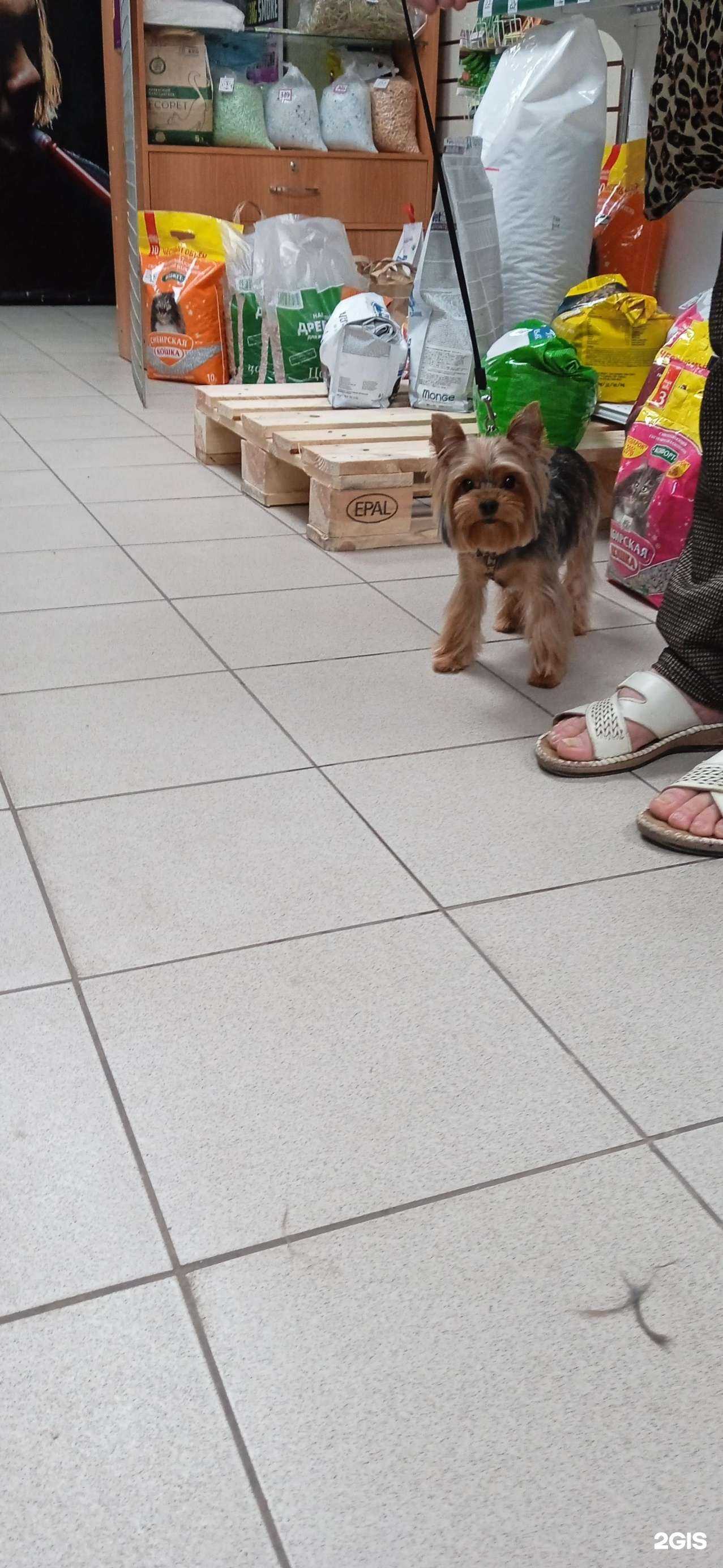 Отзывы на компанию Дай лапу в Красноярске c фото