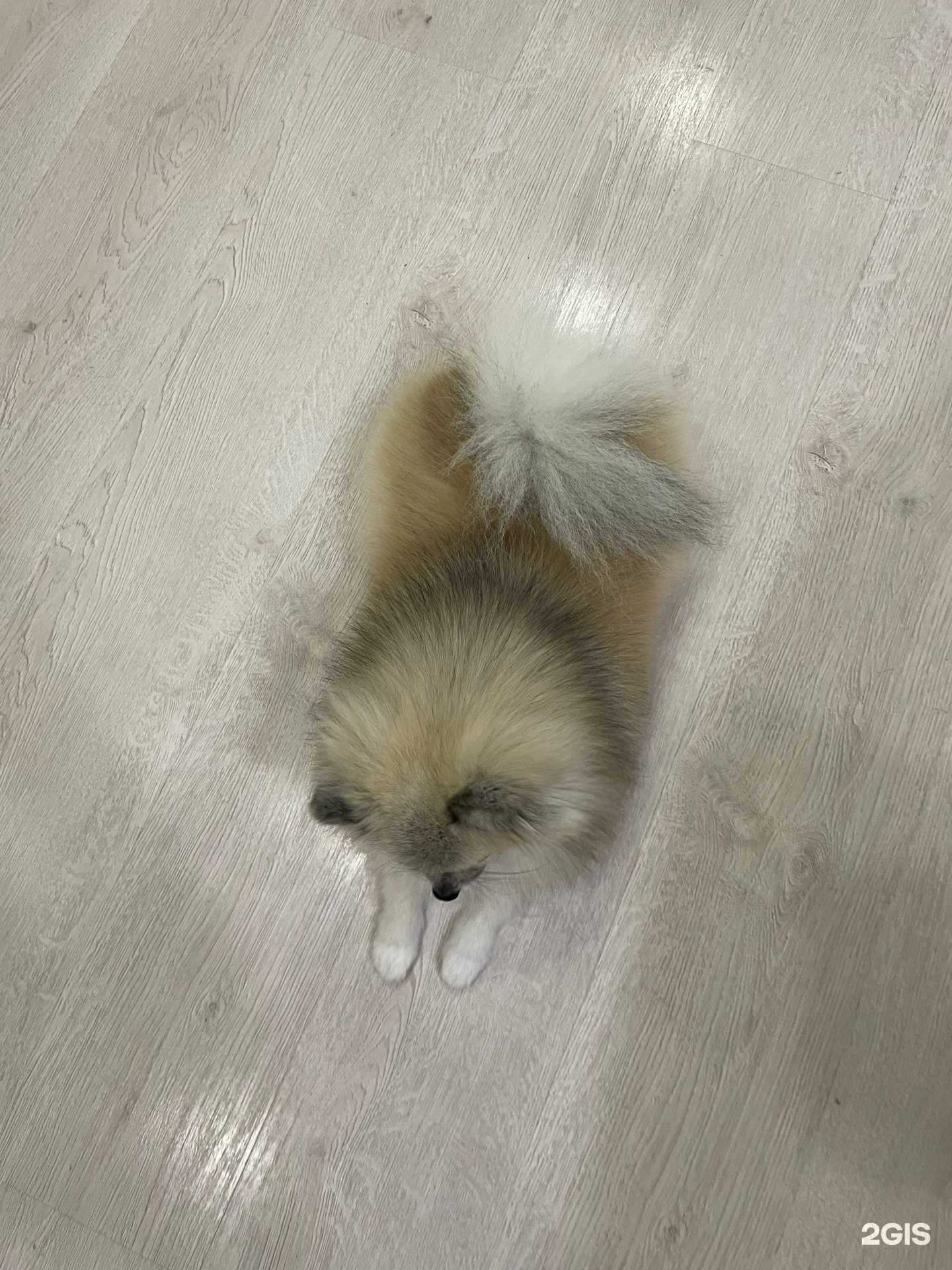 Отзывы на компанию Алис в Тюмени c фото