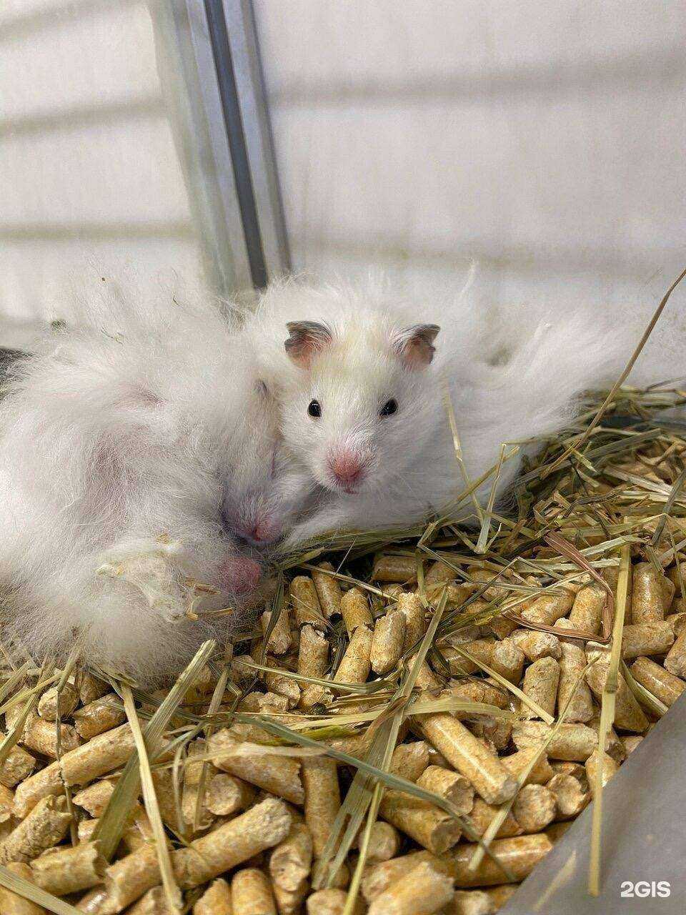 Отзывы на компанию Zoo 40 в Калуге c фото