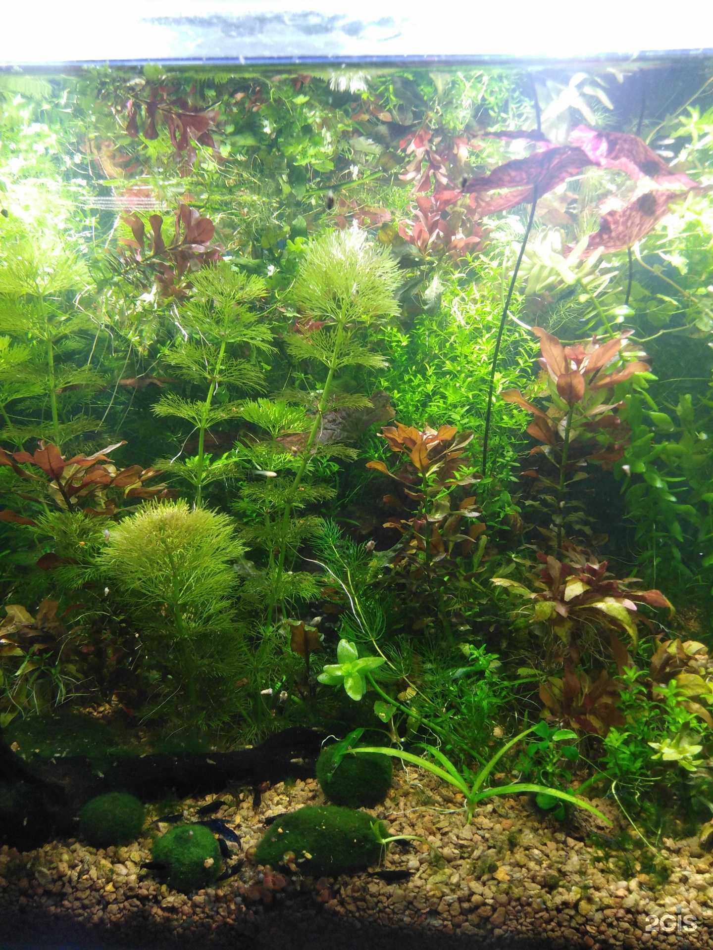 Отзывы на компанию Аквариум дома в Набережных Челнах c фото