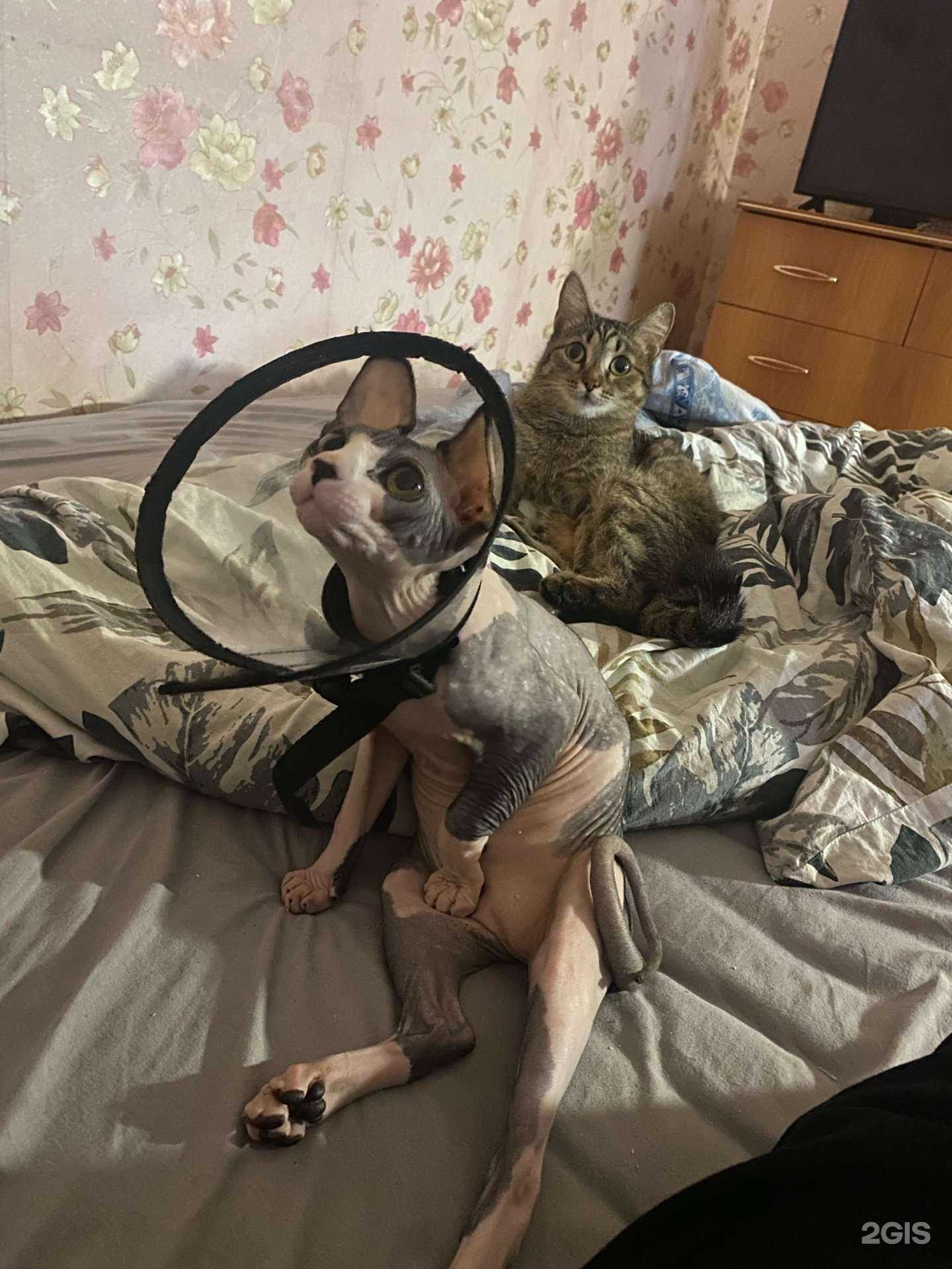 Отзывы на компанию Топ Дог в г. Барнаул c фото