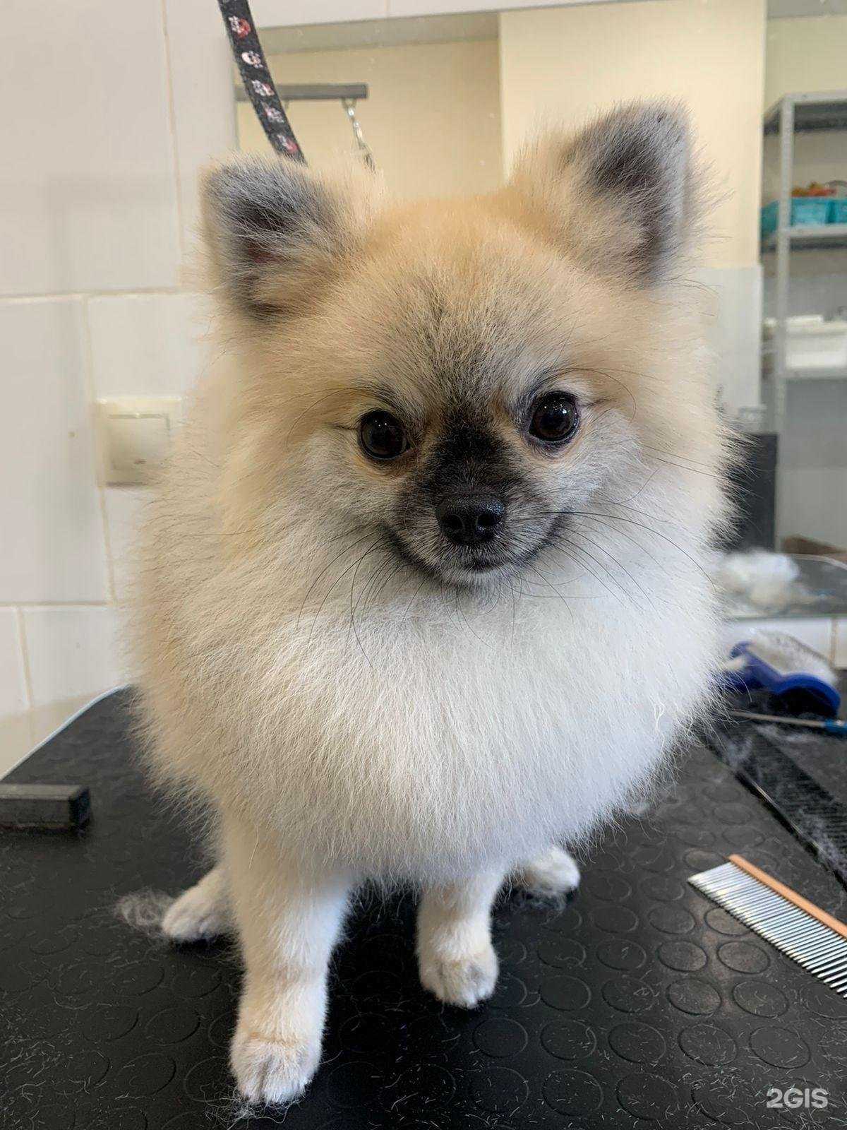 Отзывы на компанию Алис в Тюмени c фото