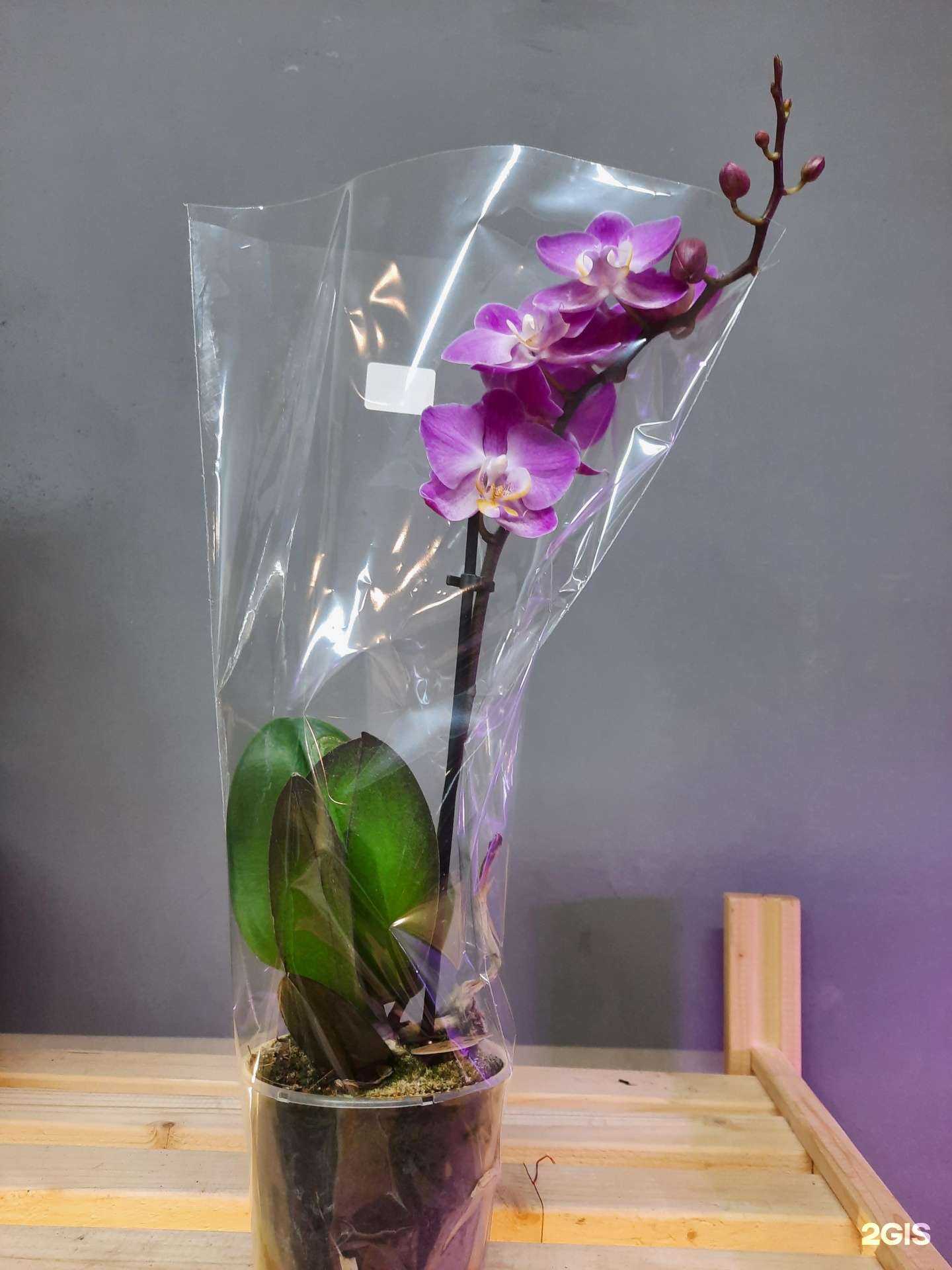 Отзывы на компанию Флорика в г. Кемерово c фото