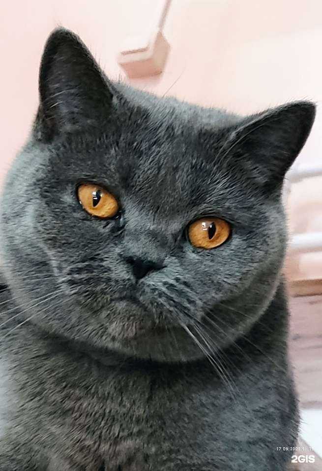 Отзывы на компанию Гостиница по передержке домашних животных в г. Хабаровск c фото