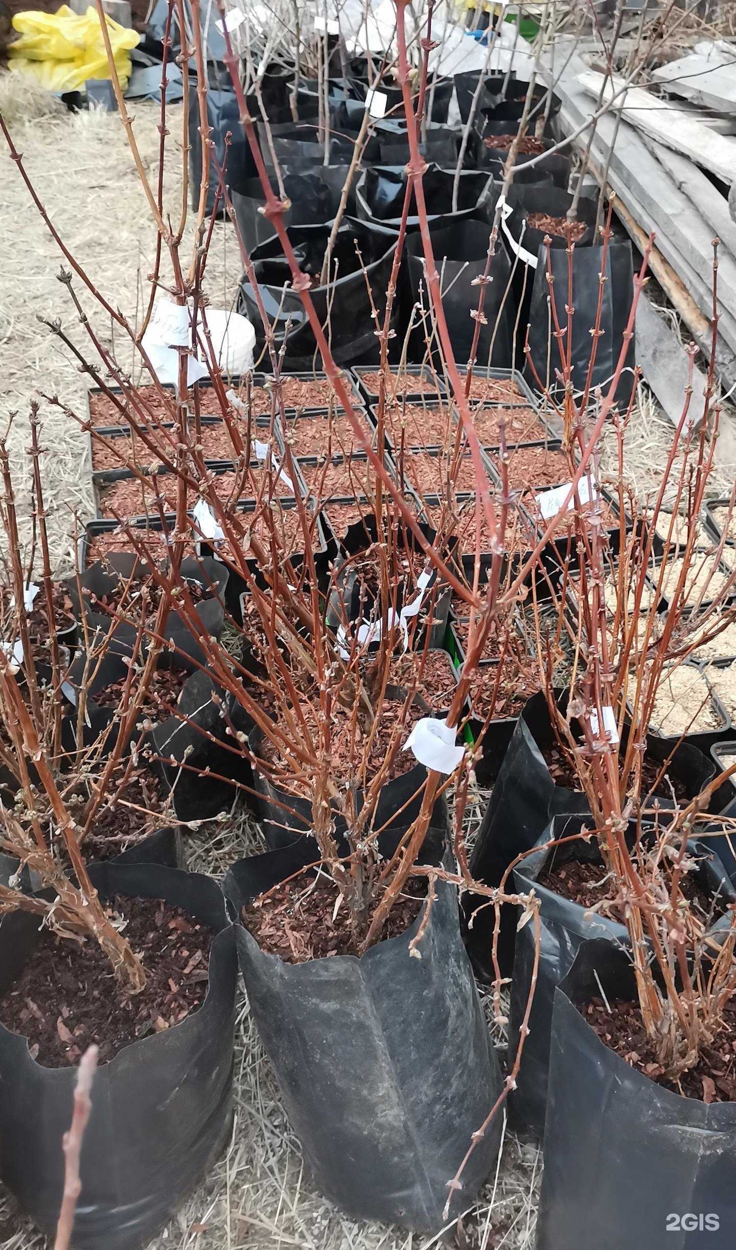 Отзывы на компанию Питомник растений в Улан-Удэ c фото