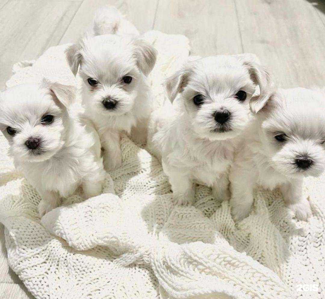 Отзывы на компанию Любимый город в г. Геленджик c фото