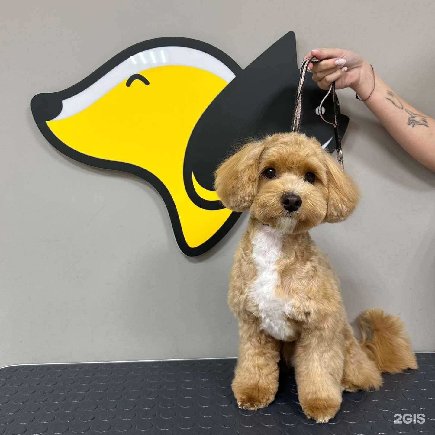 Отзывы на компанию ГрумЛета в Вологде c фото