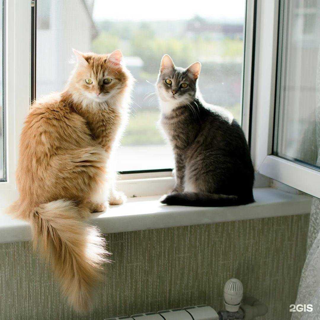 Отзывы на компанию Доктор Айболит в г. Ростов-на-Дону c фото