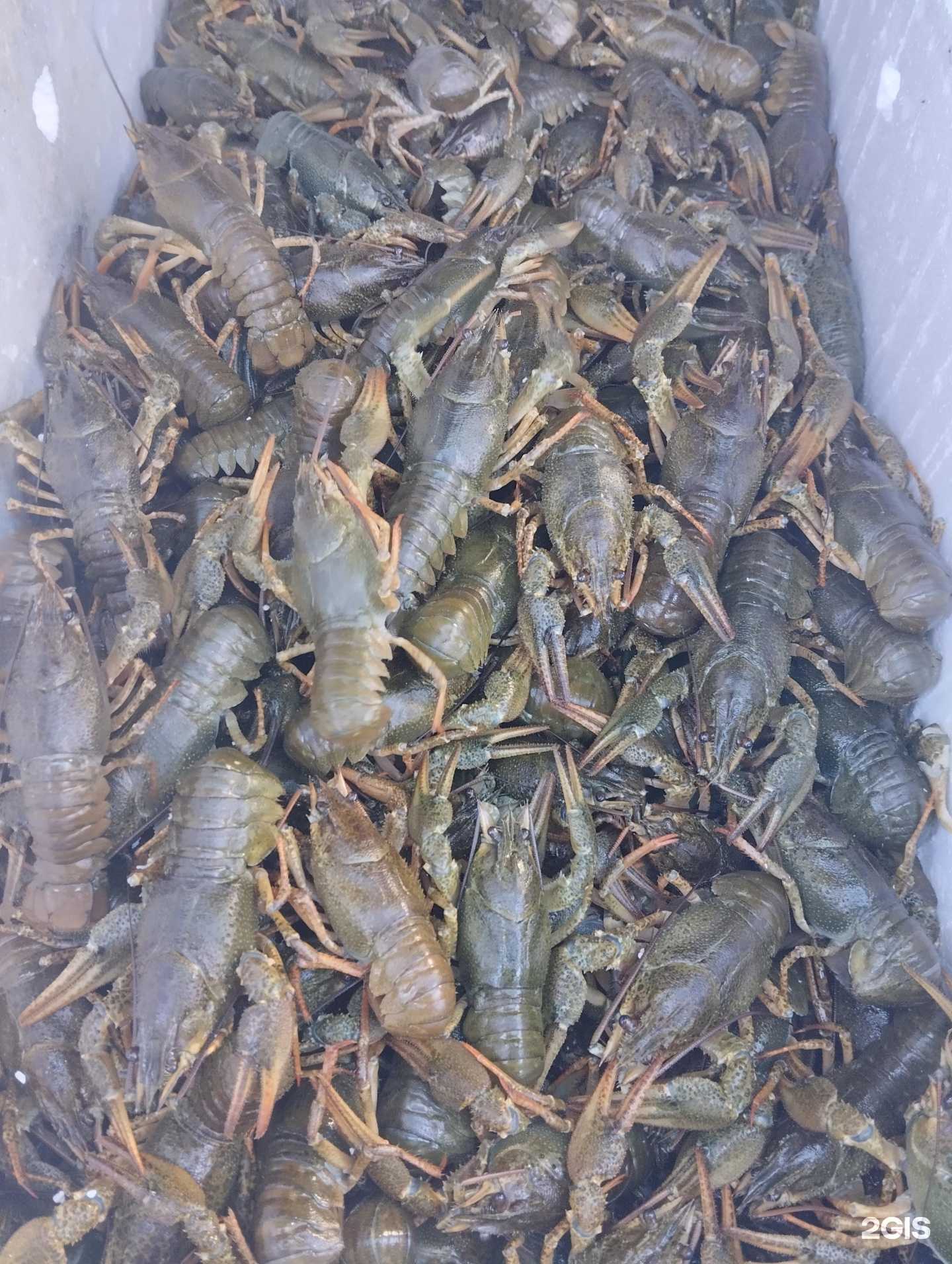 Отзывы на компанию Иванновские раки в Омске c фото