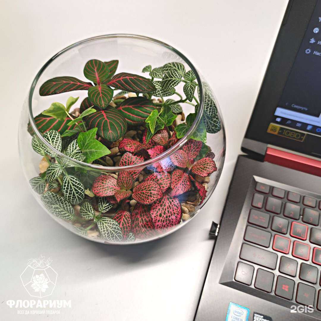Отзывы на компанию Мастерская флорариумов и живого декора в г. Новокузнецк c фото