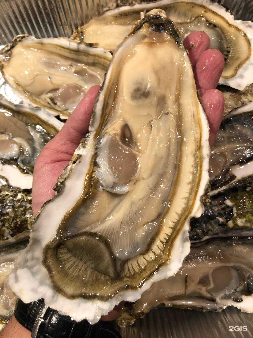 Отзывы на компанию Oysters в г. Краснодар c фото