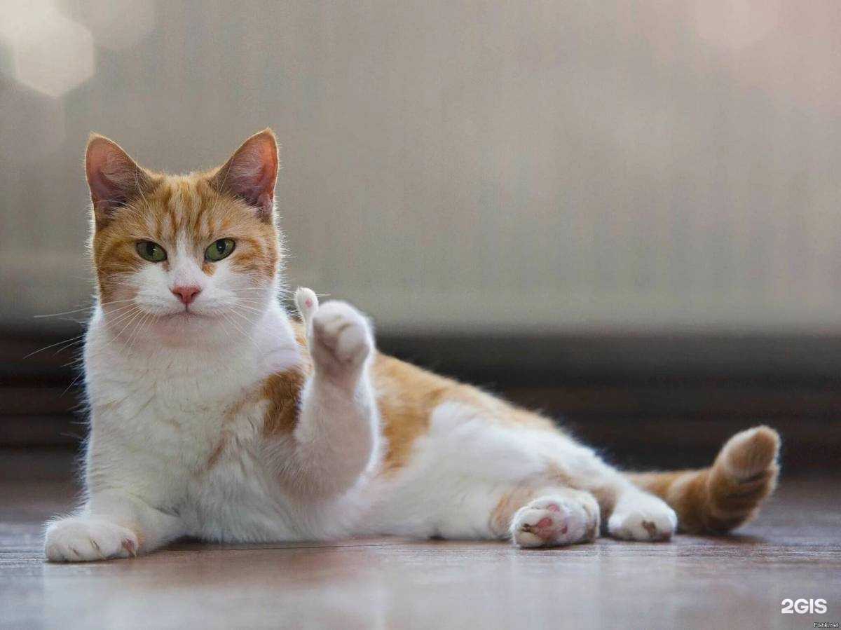 Отзывы на компанию Сто ласточек в г. Киров c фото