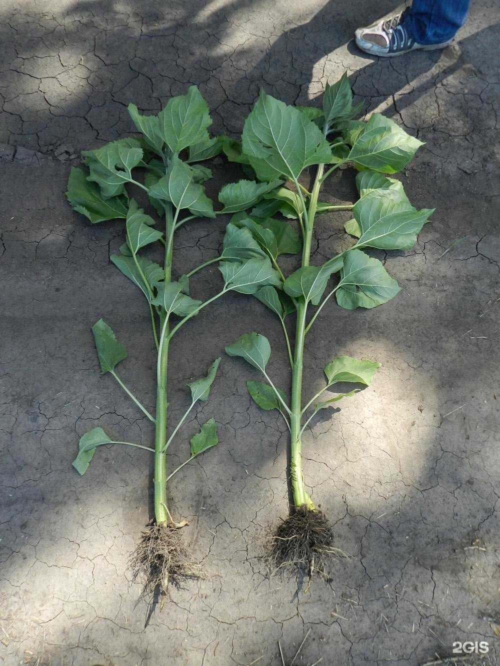 Отзывы на компанию ПлантаПлюс в Томске c фото