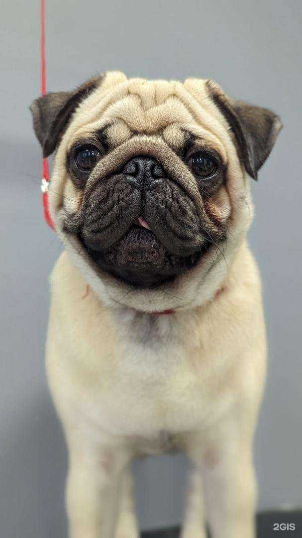 Отзывы на компанию SnoopDog в г. Новокузнецк c фото