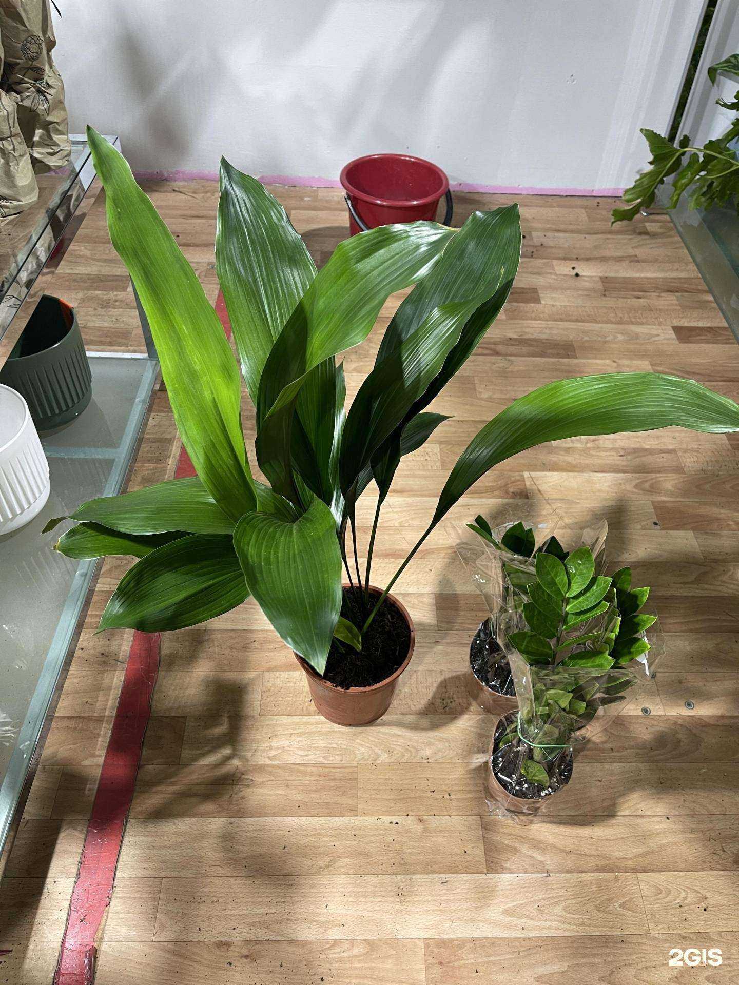 Отзывы на компанию Цветомания в Якутске c фото