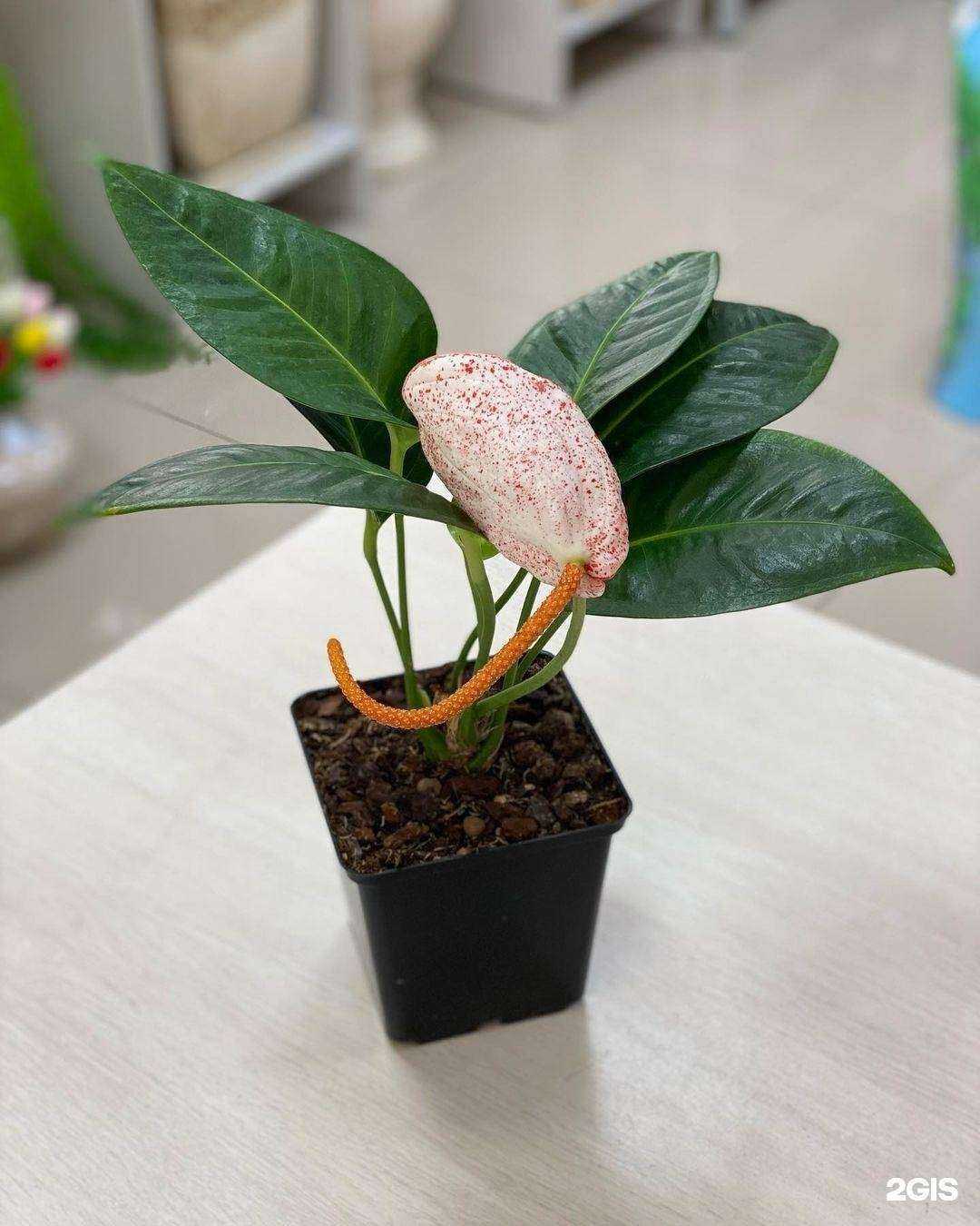 Отзывы на компанию Цветочница в Артёме c фото