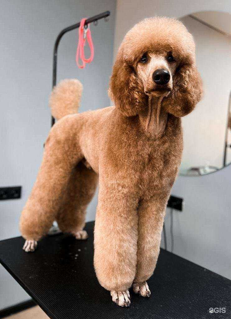 Отзывы на компанию БЛЭКГРУМЕР.РФ в г. Омск c фото