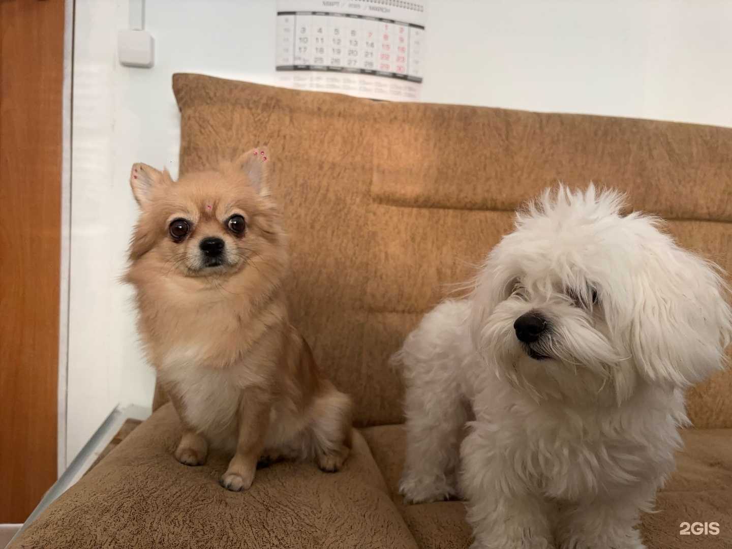 Отзывы на компанию Рыжий Песик в Якутске c фото