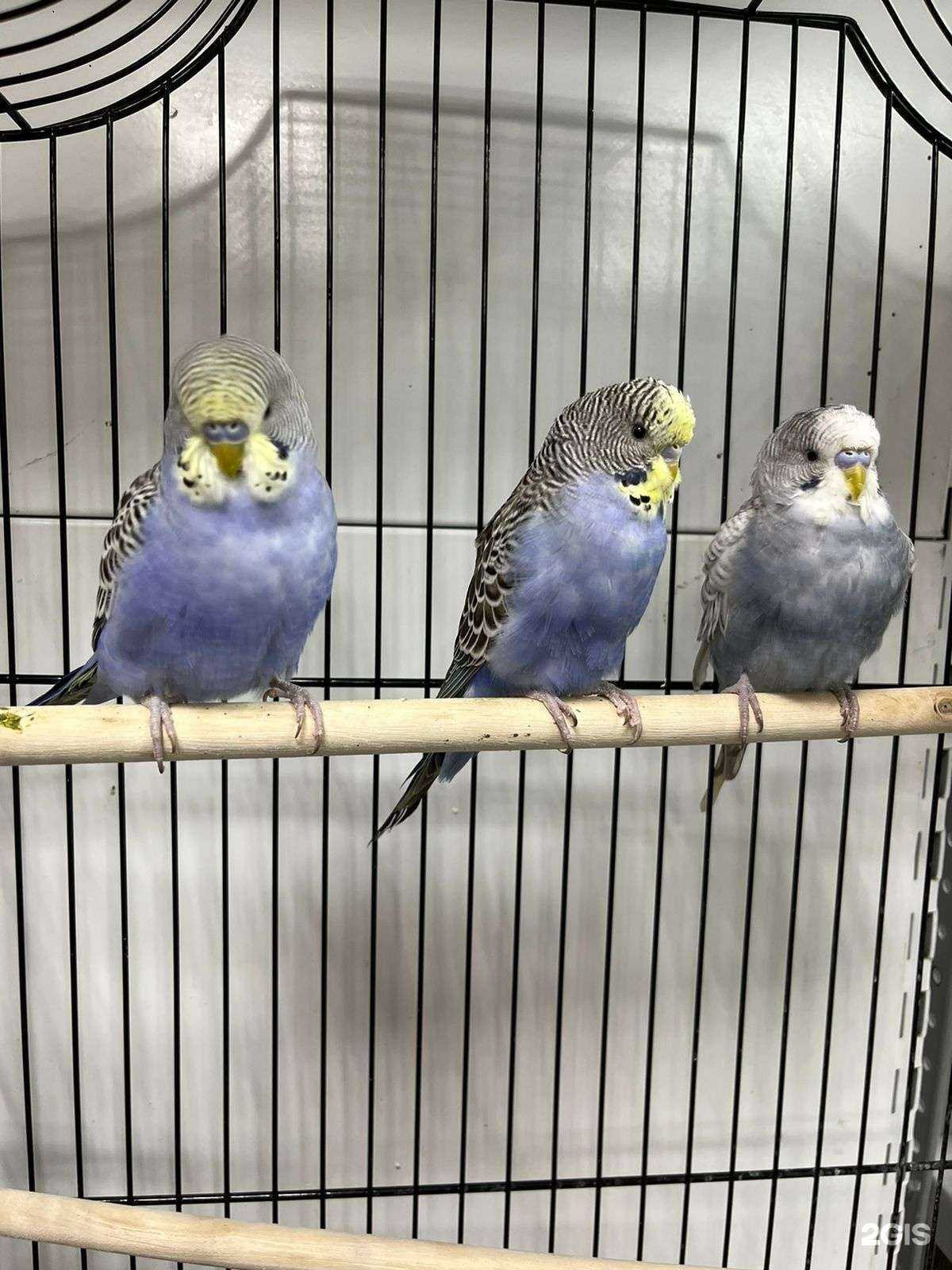 Отзывы на компанию ZooImbra в г. Казань c фото