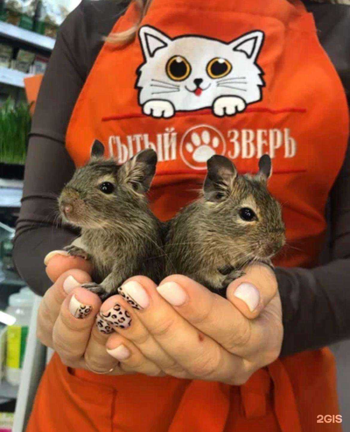 Отзывы на компанию Сытый зверь в Армавире c фото