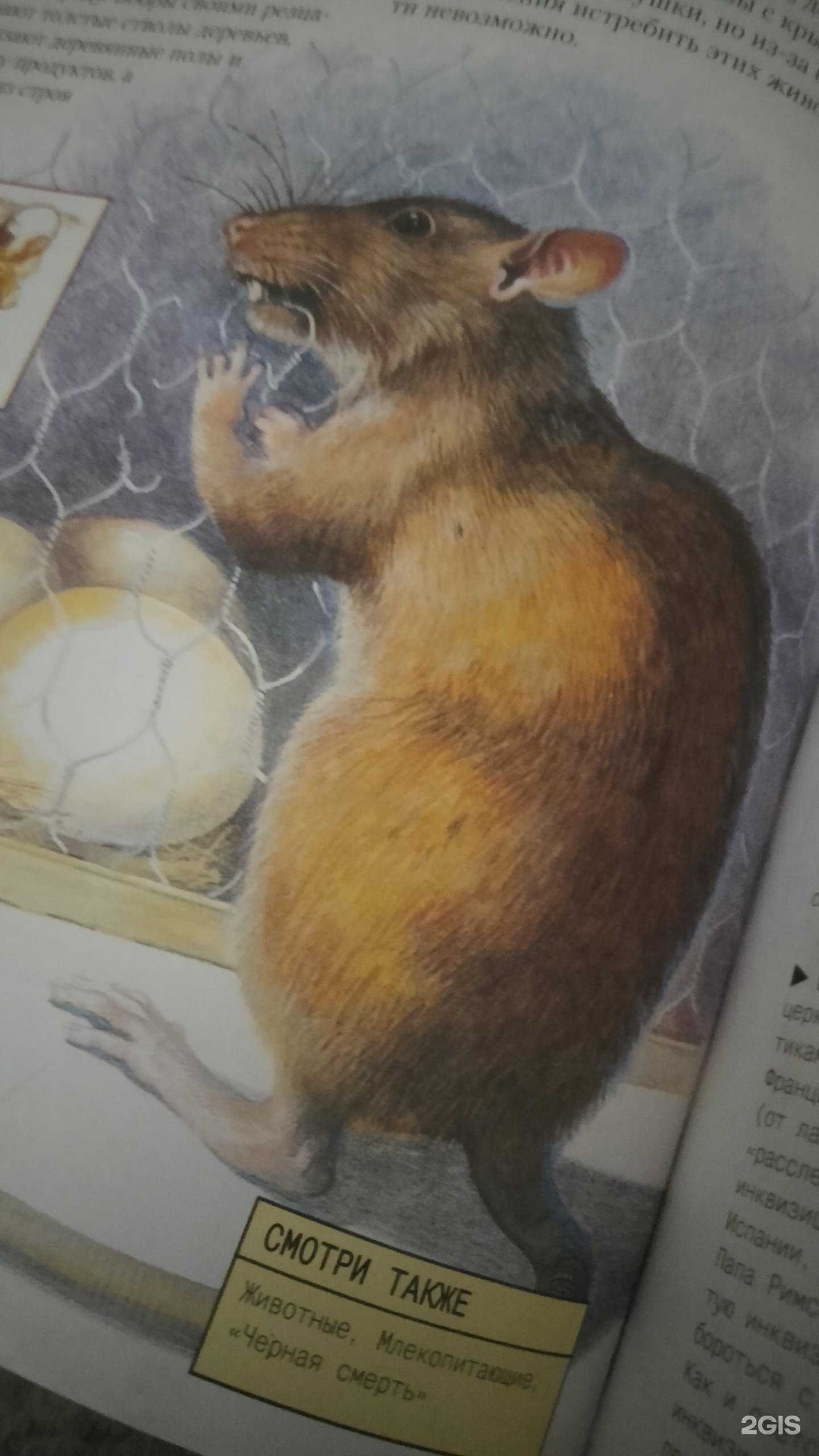 Отзывы на компанию Латина-Аргентина в Рыбинске c фото