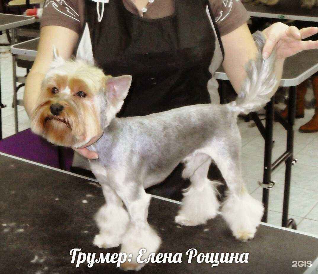 Отзывы на компанию Усатая империя в Калуге c фото