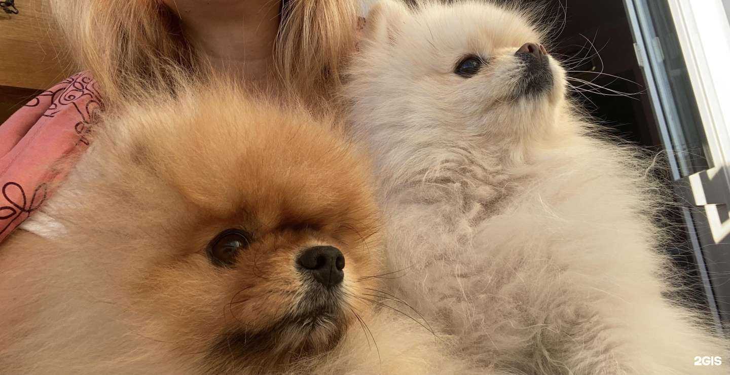 Отзывы на компанию Цап-Царап в Ставрополе c фото