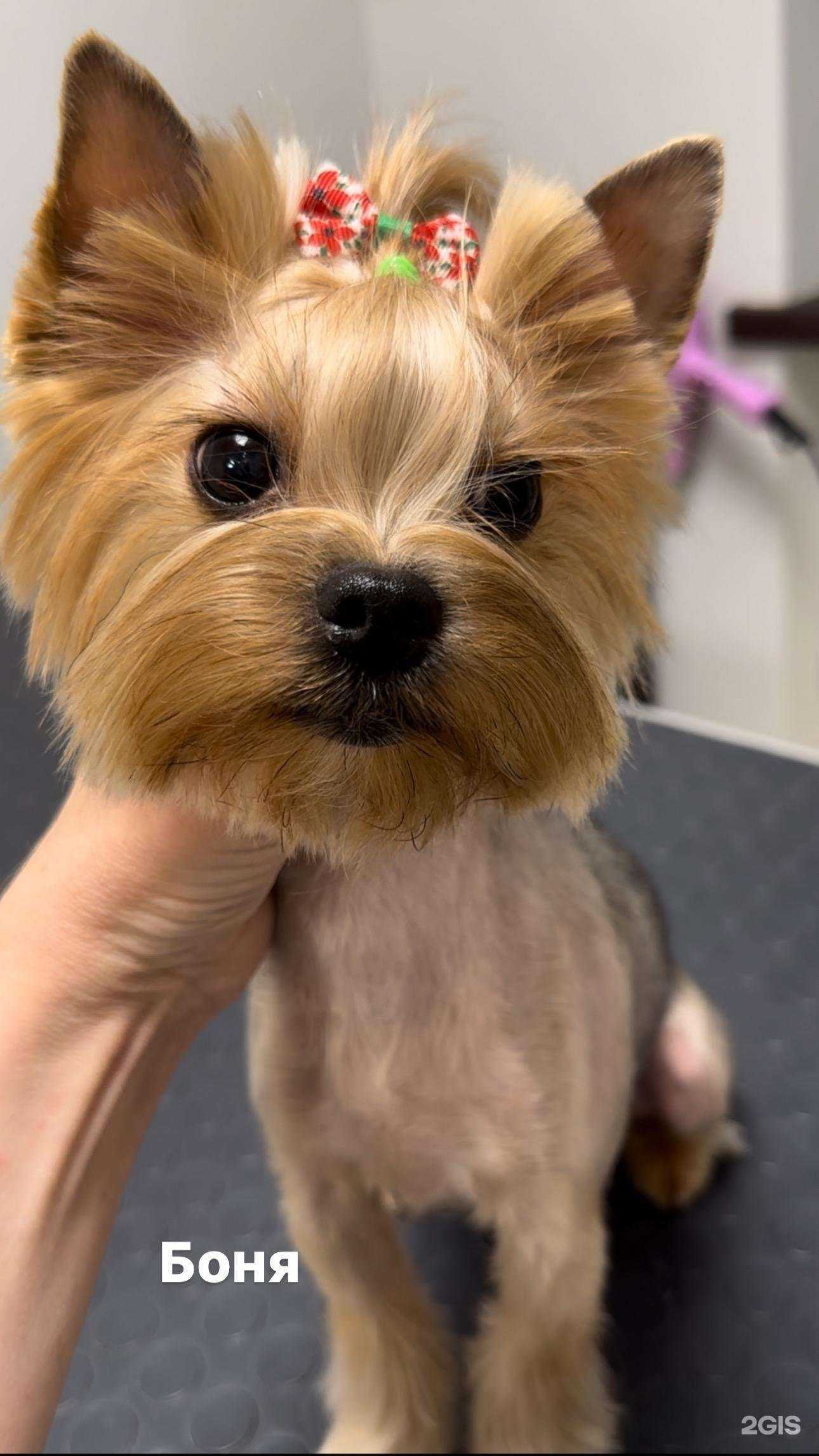 Отзывы на компанию Виляй хвост в г. Краснодар c фото